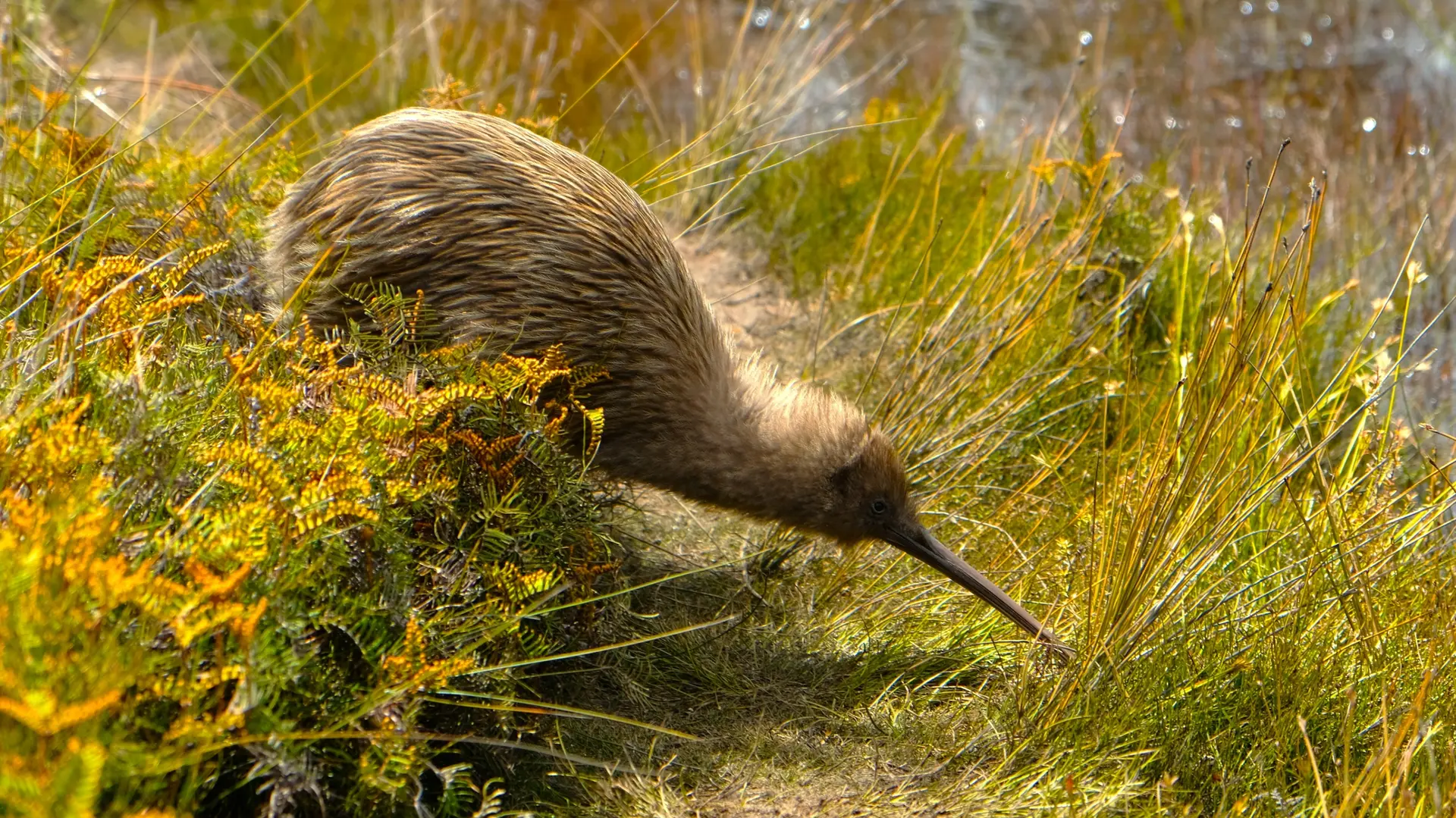 Faune endémique préservée