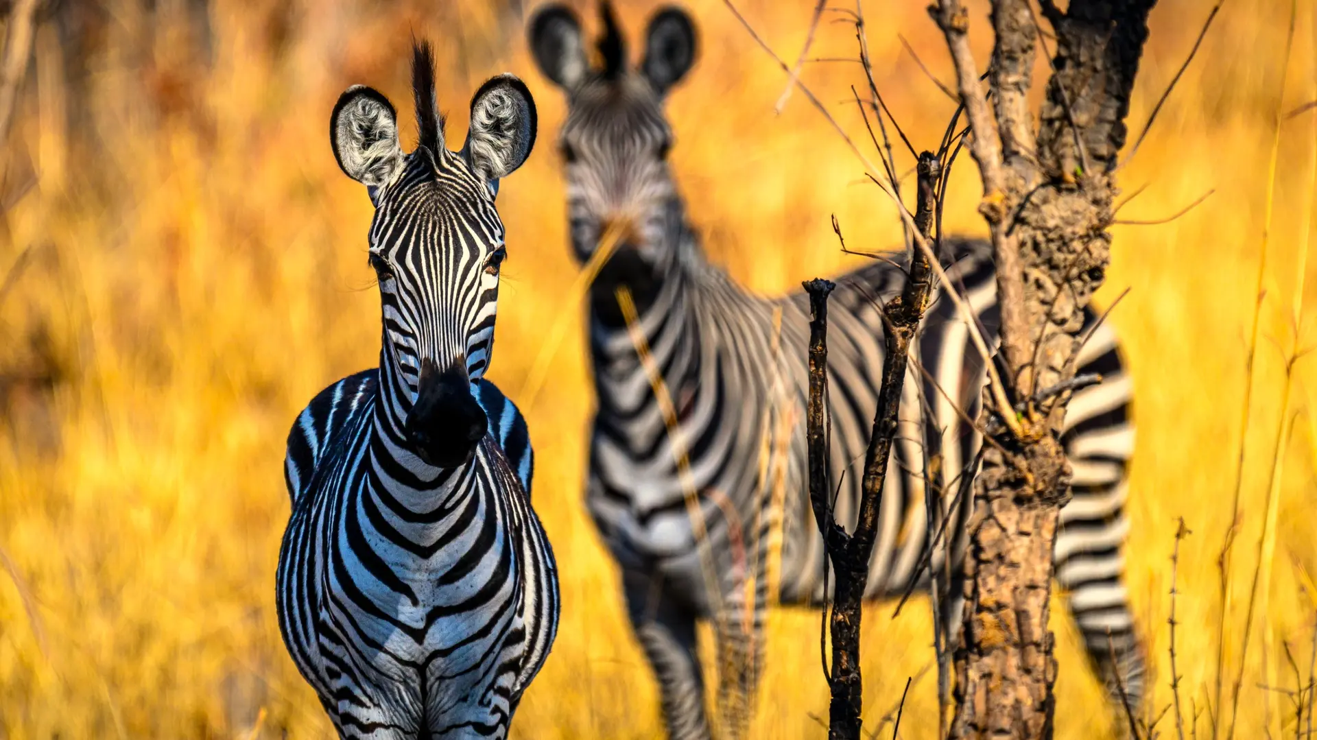 Safaris de brousse