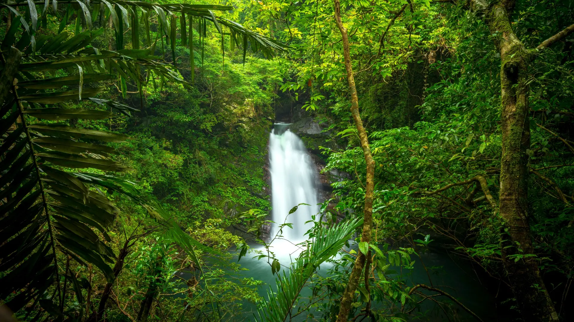 Forêt tropicale