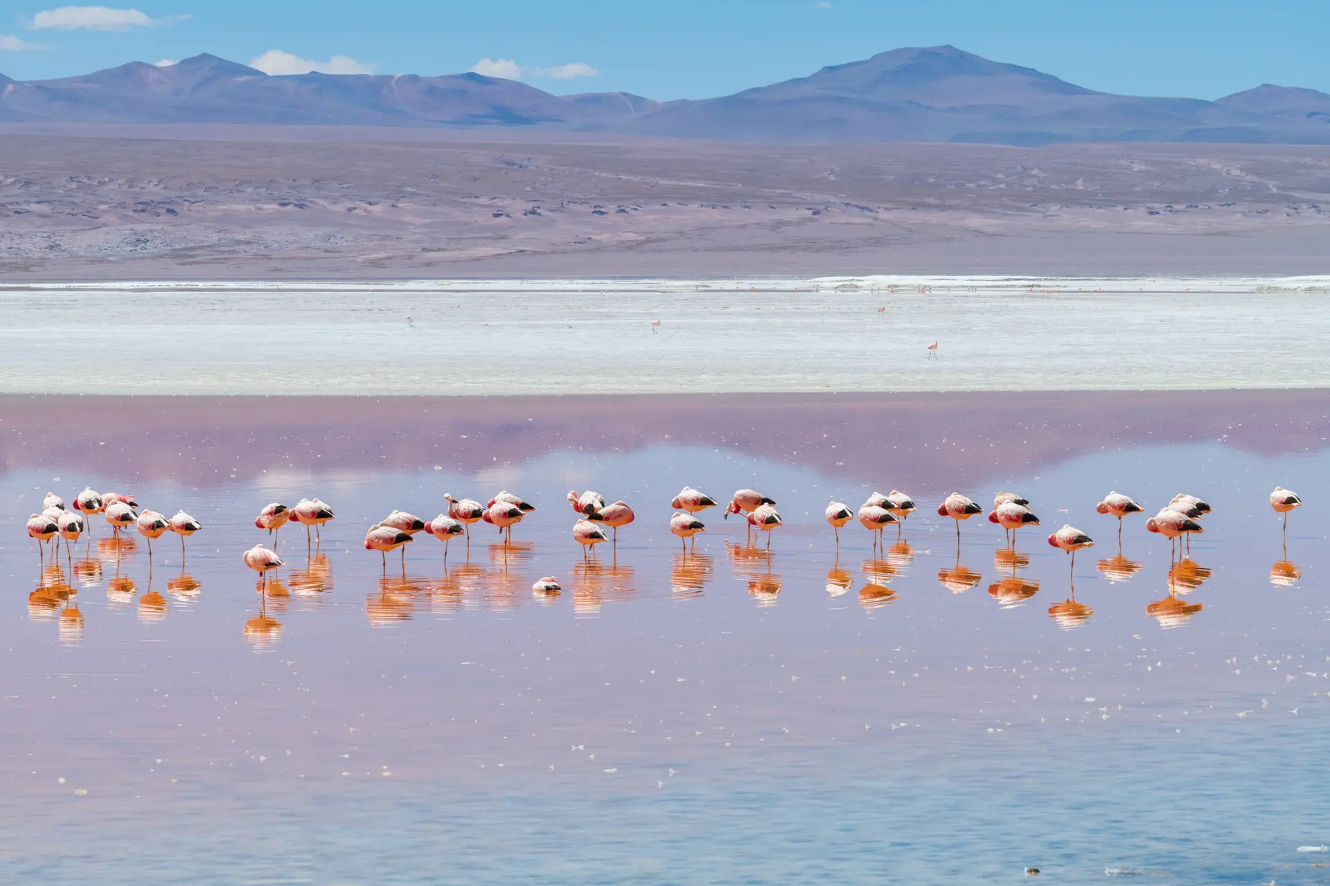 Sud Lipez sauvage
