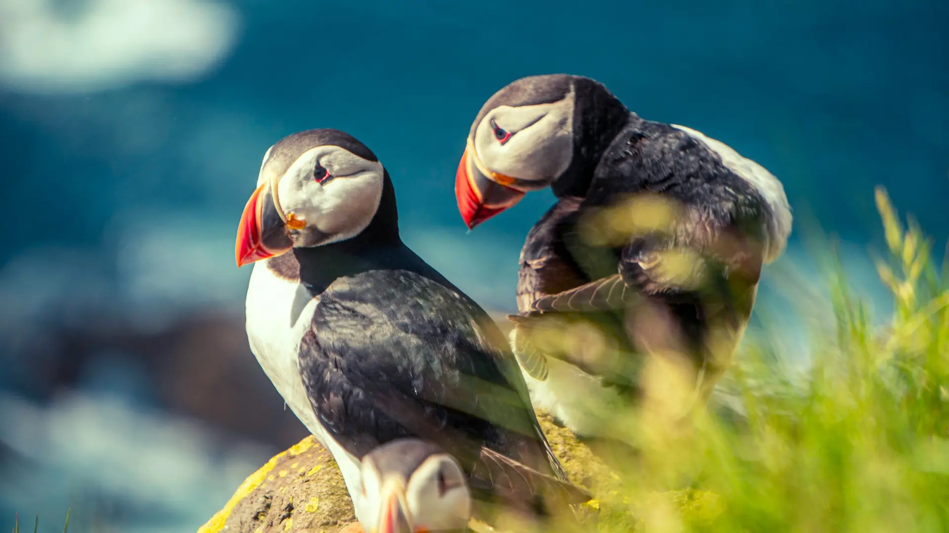 Faune marine arctique