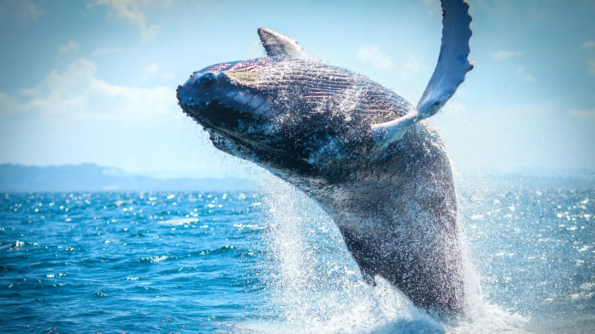 Observation baleines