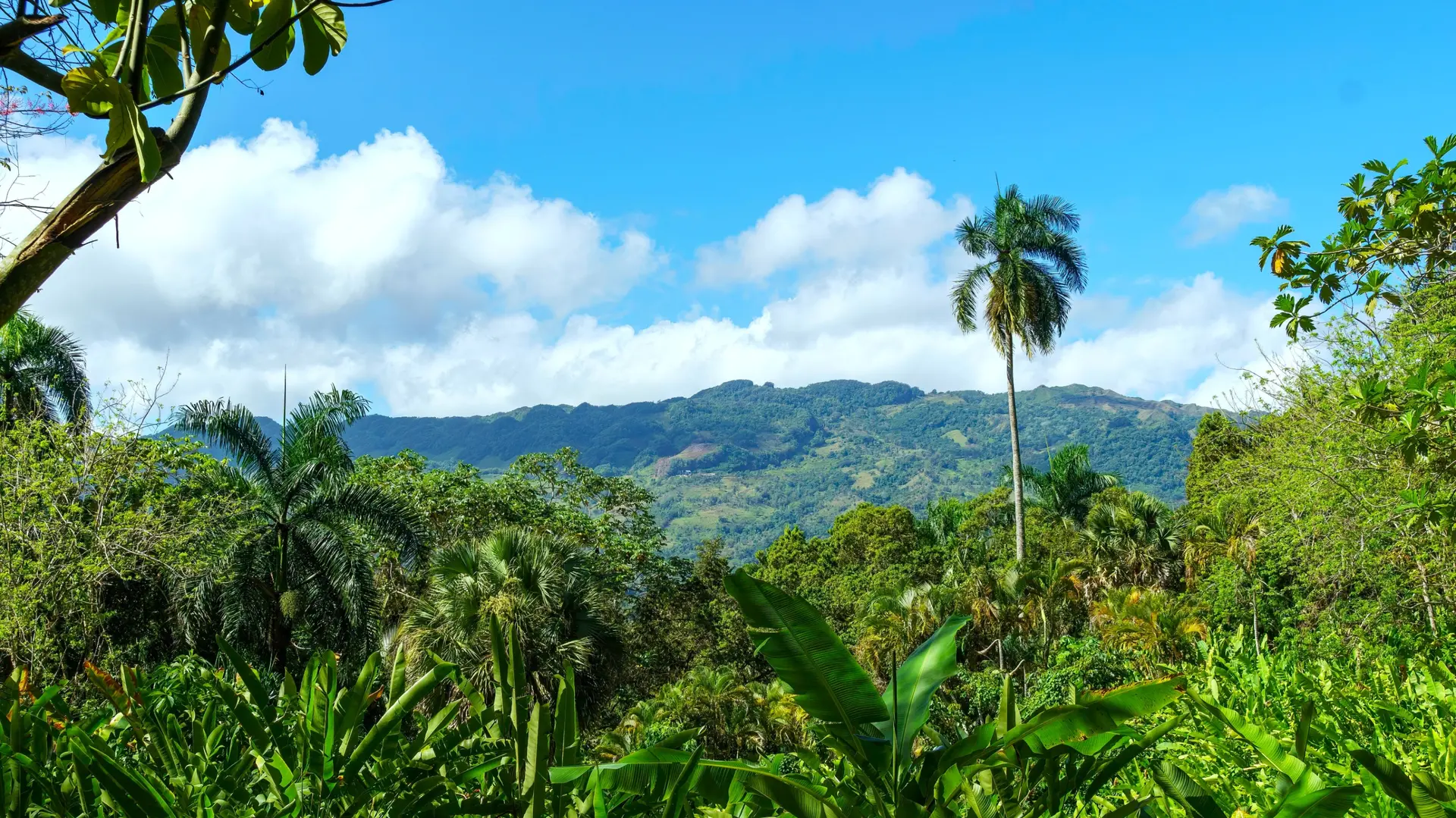 Montagnes tropicales