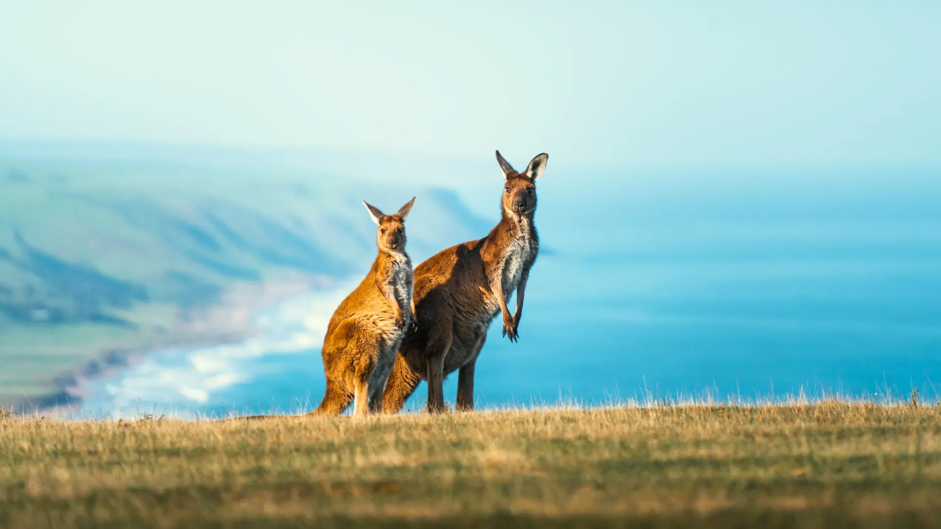 Faune endémique