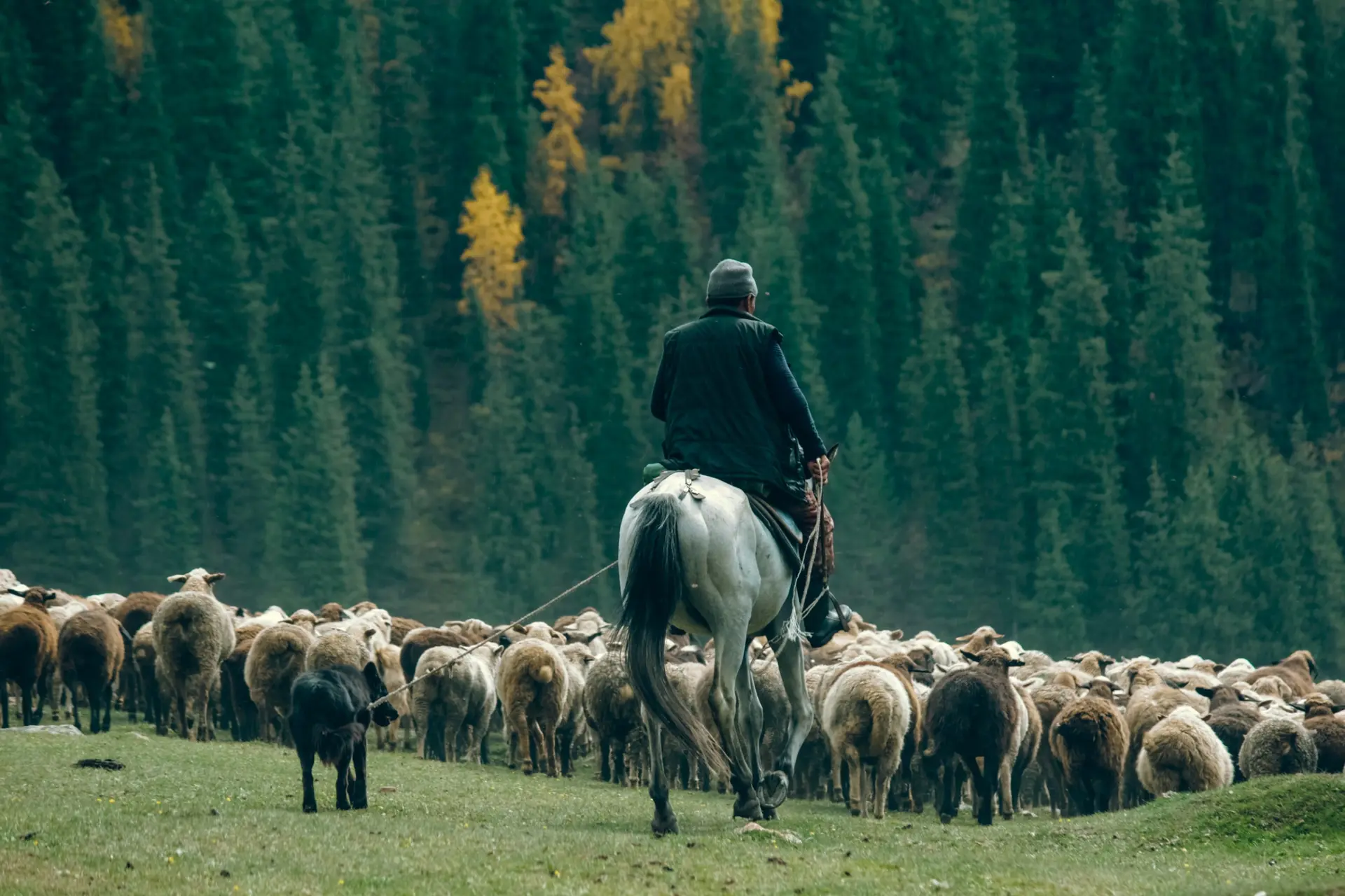 Nomadisme pastoral