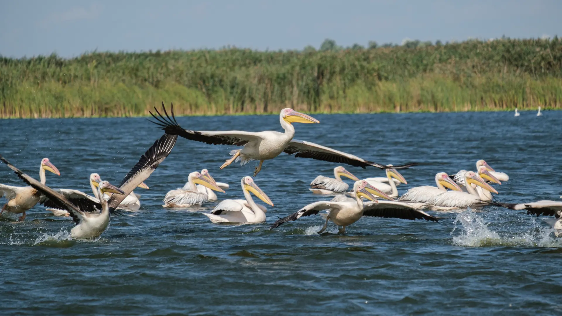 Delta du Danube