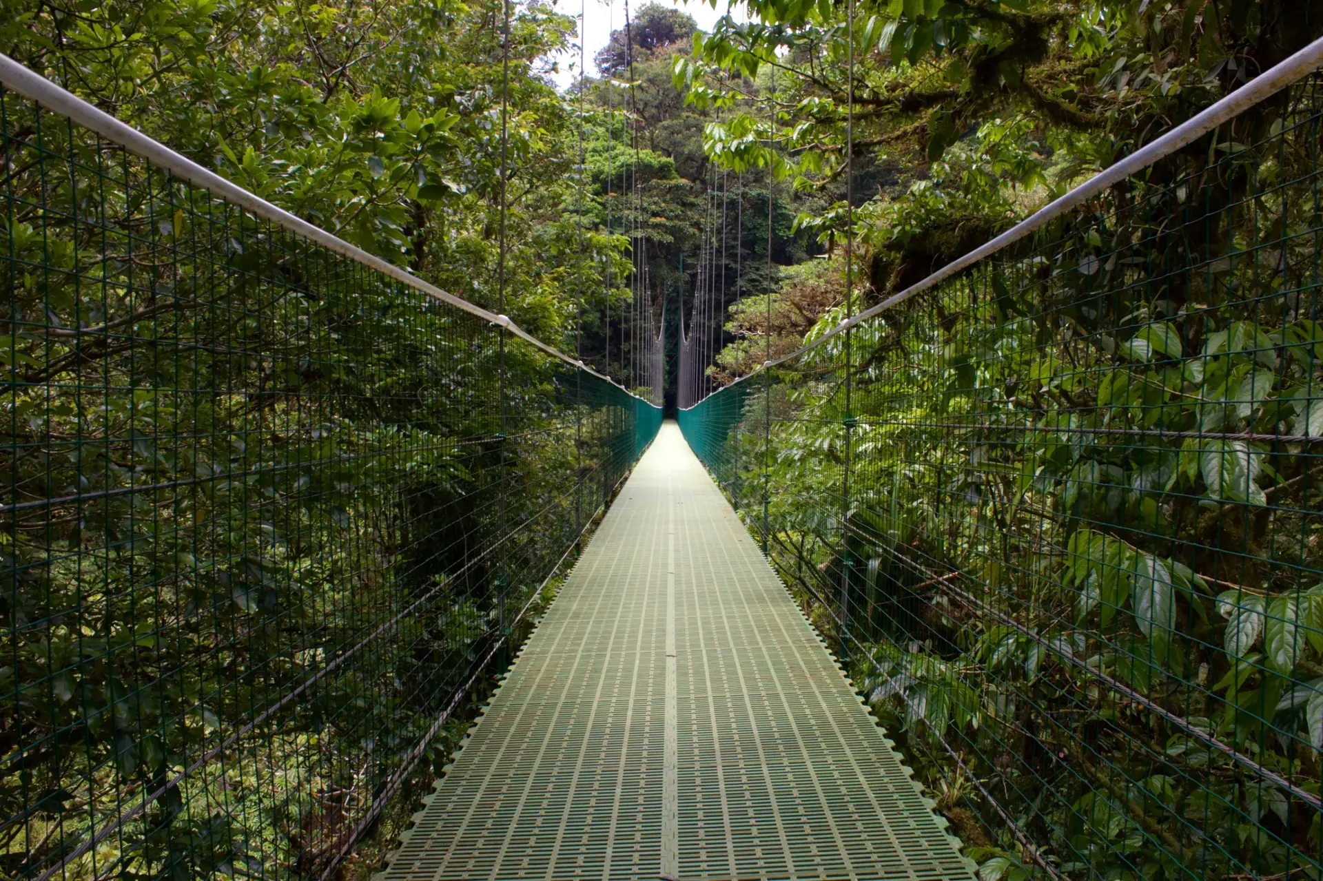 Forêt tropicale