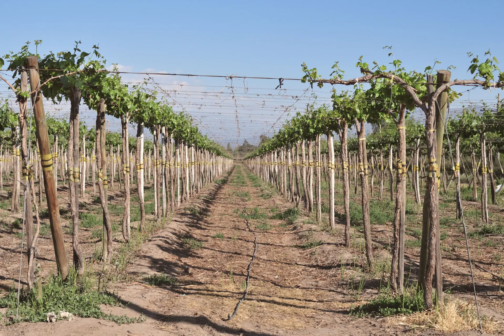 Vignobles et vallées