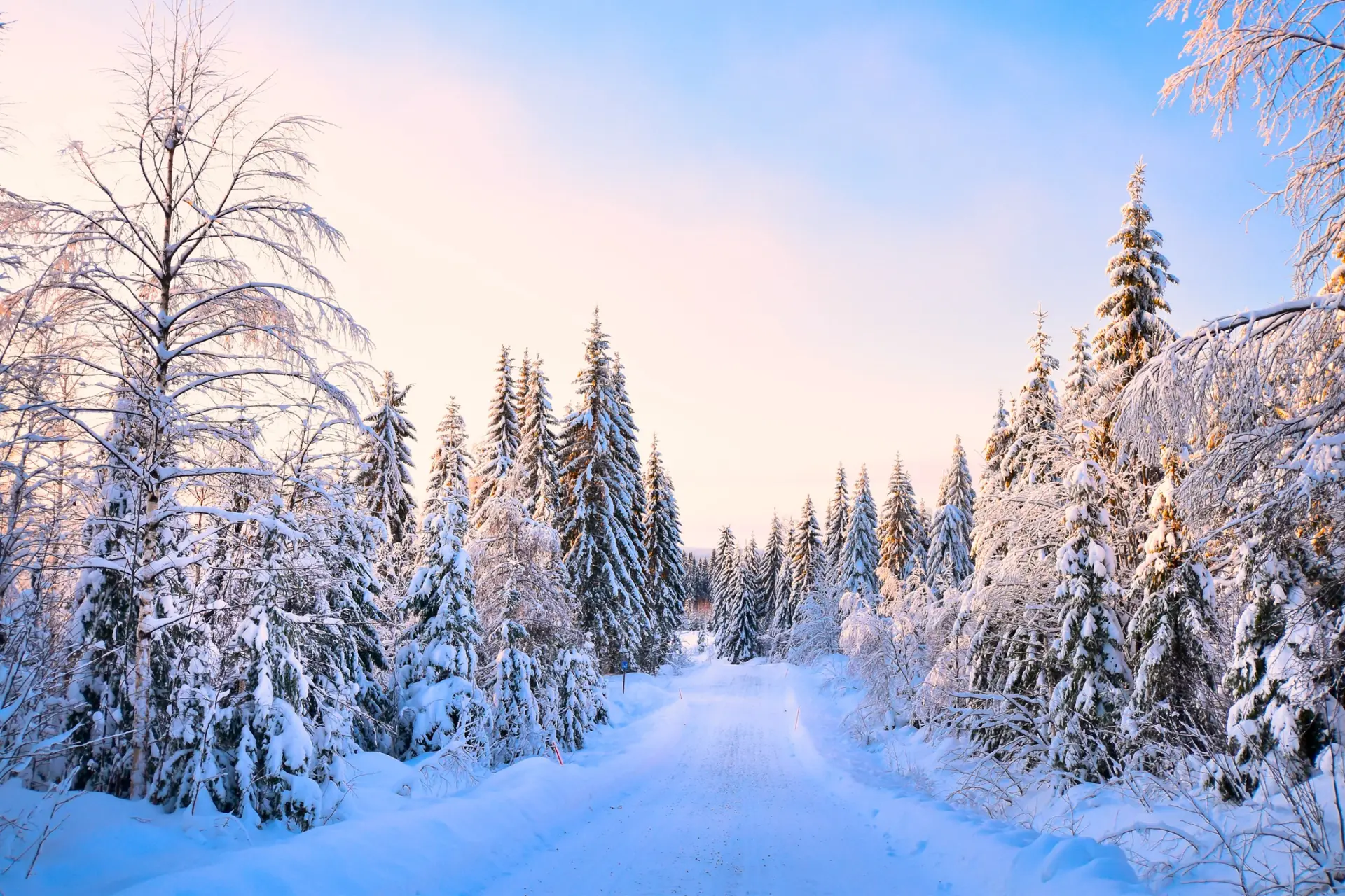 Forêts boréales