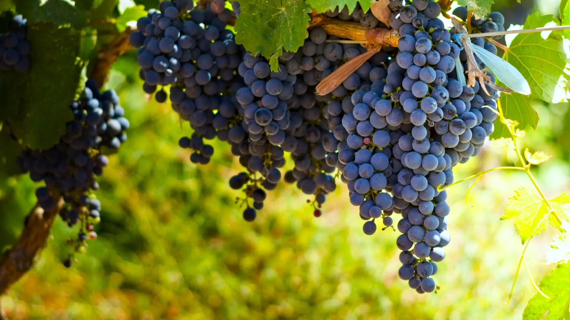 Vignobles de Mendoza