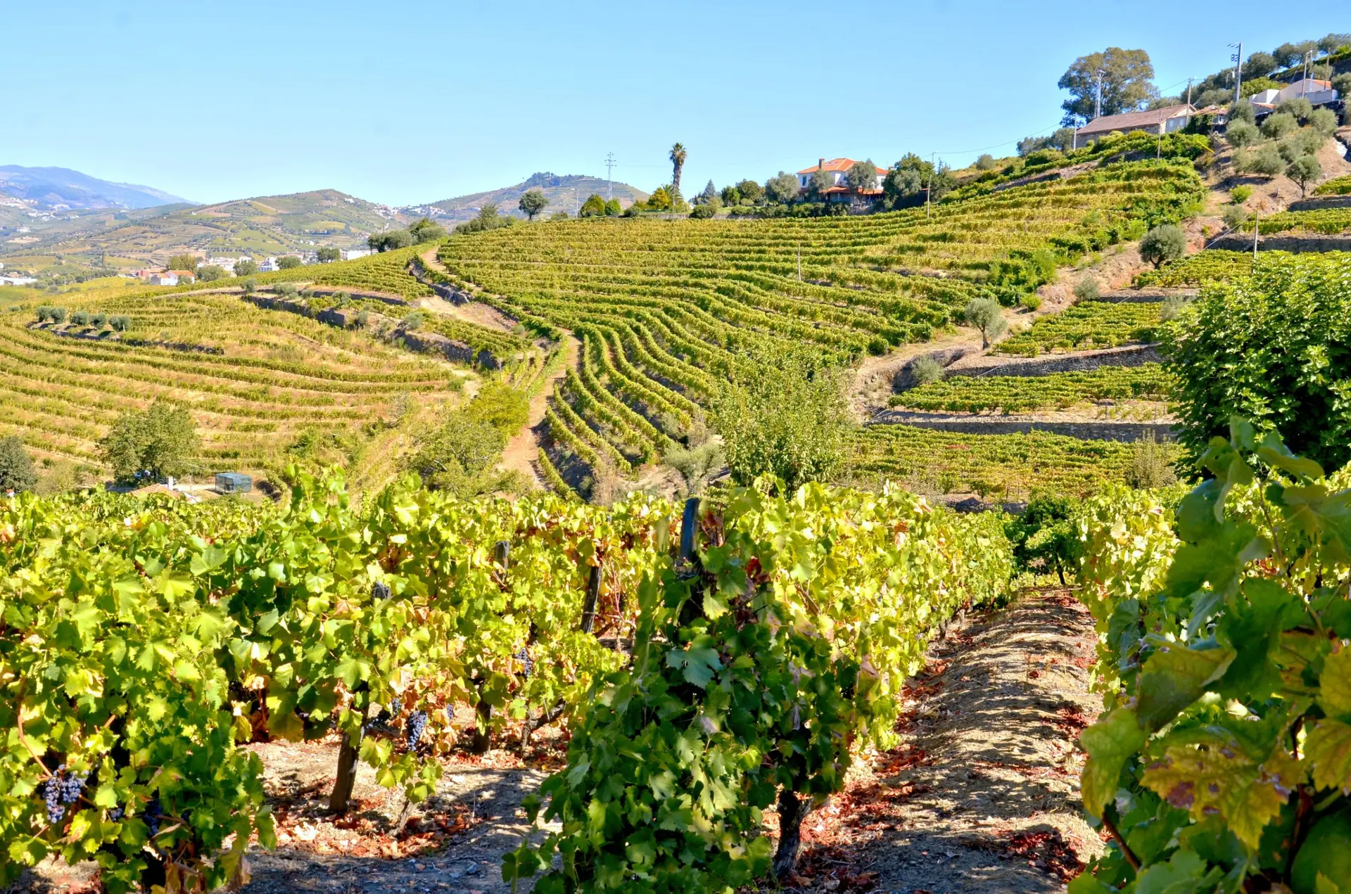 Vignobles et gastronomie