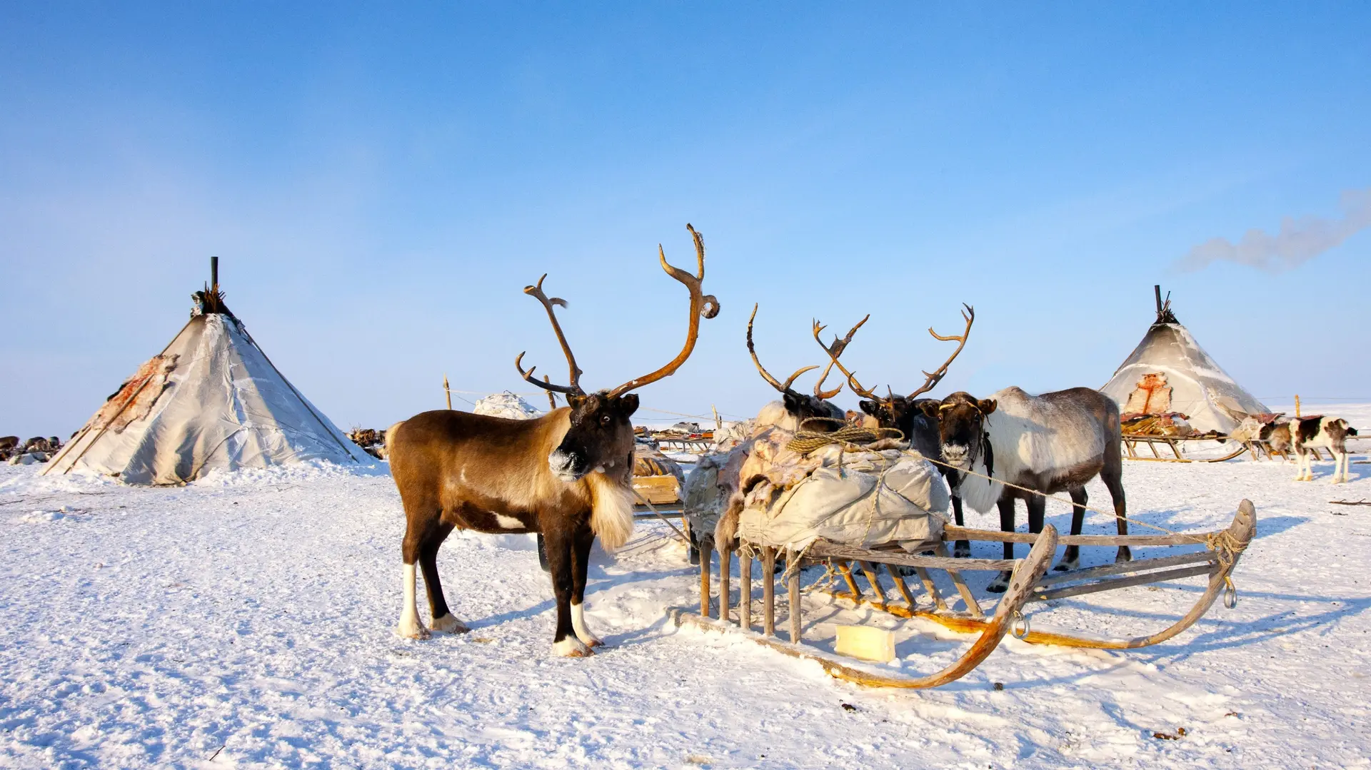 Culture sami