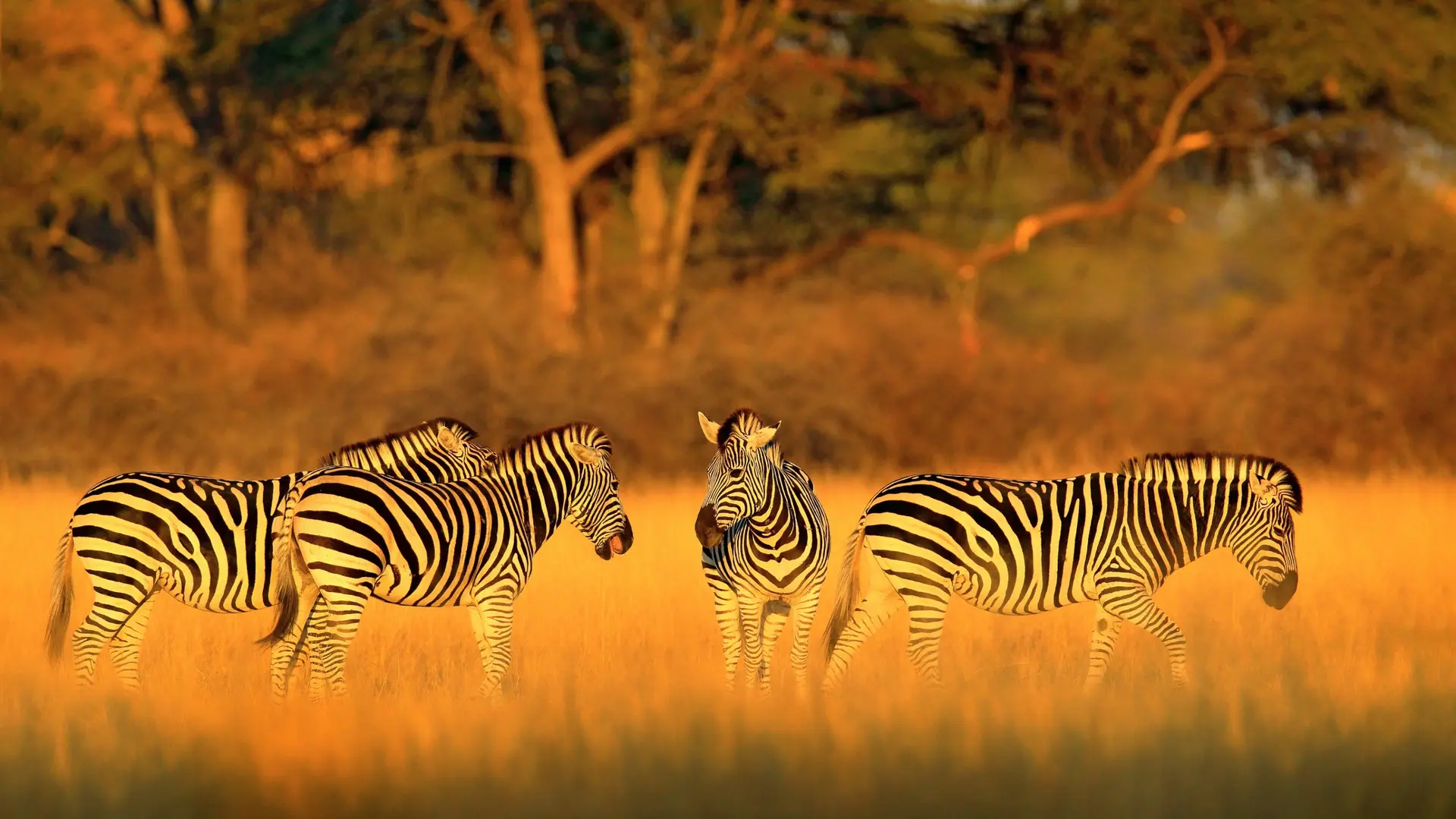 Safaris à Hwange