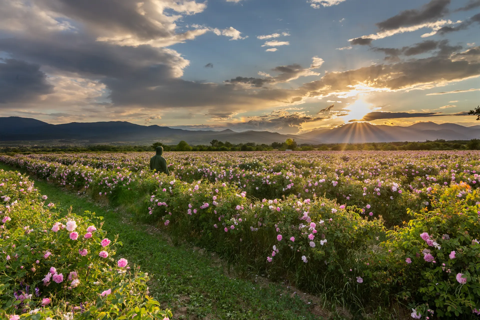 Vallée des Roses
