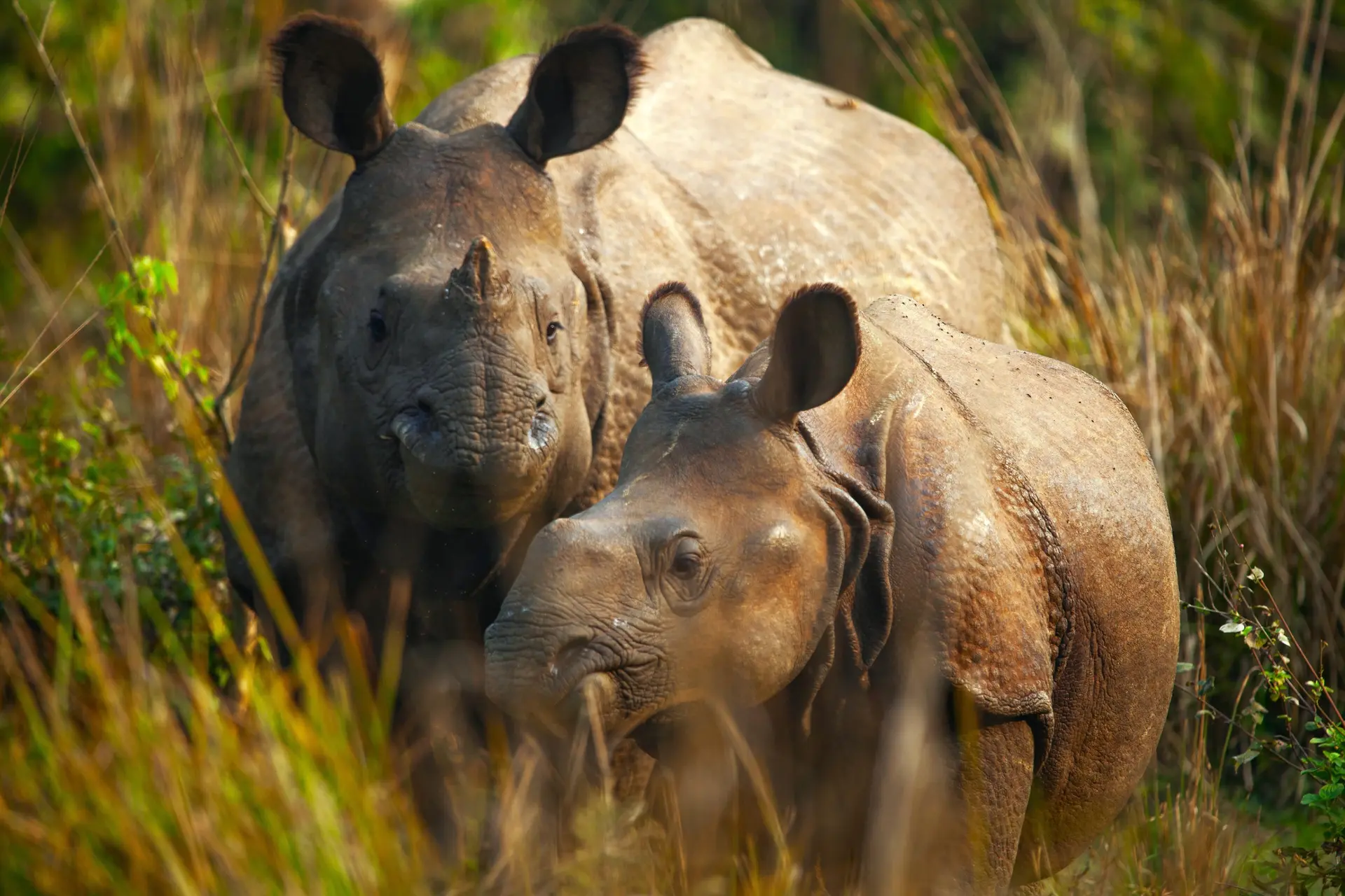 Faune de Chitwan