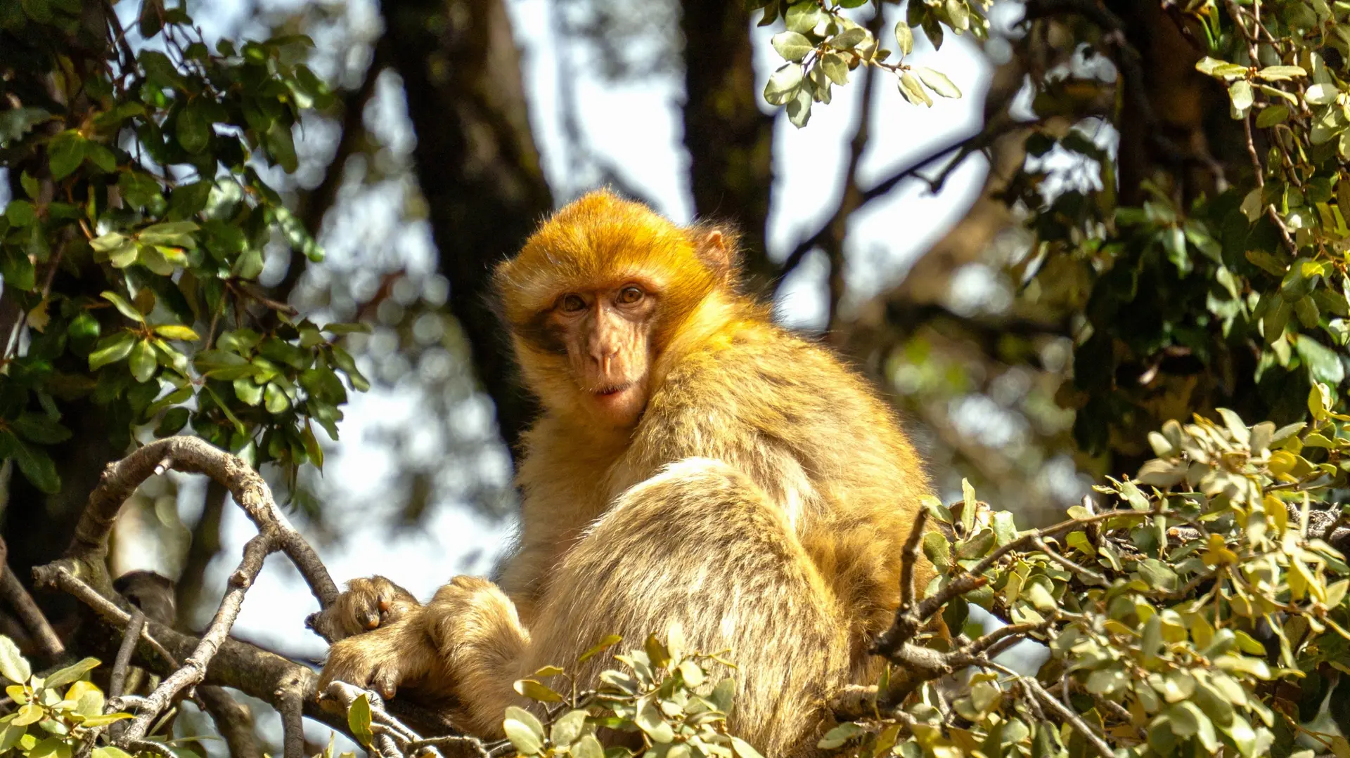 Fauna e Biodiversità