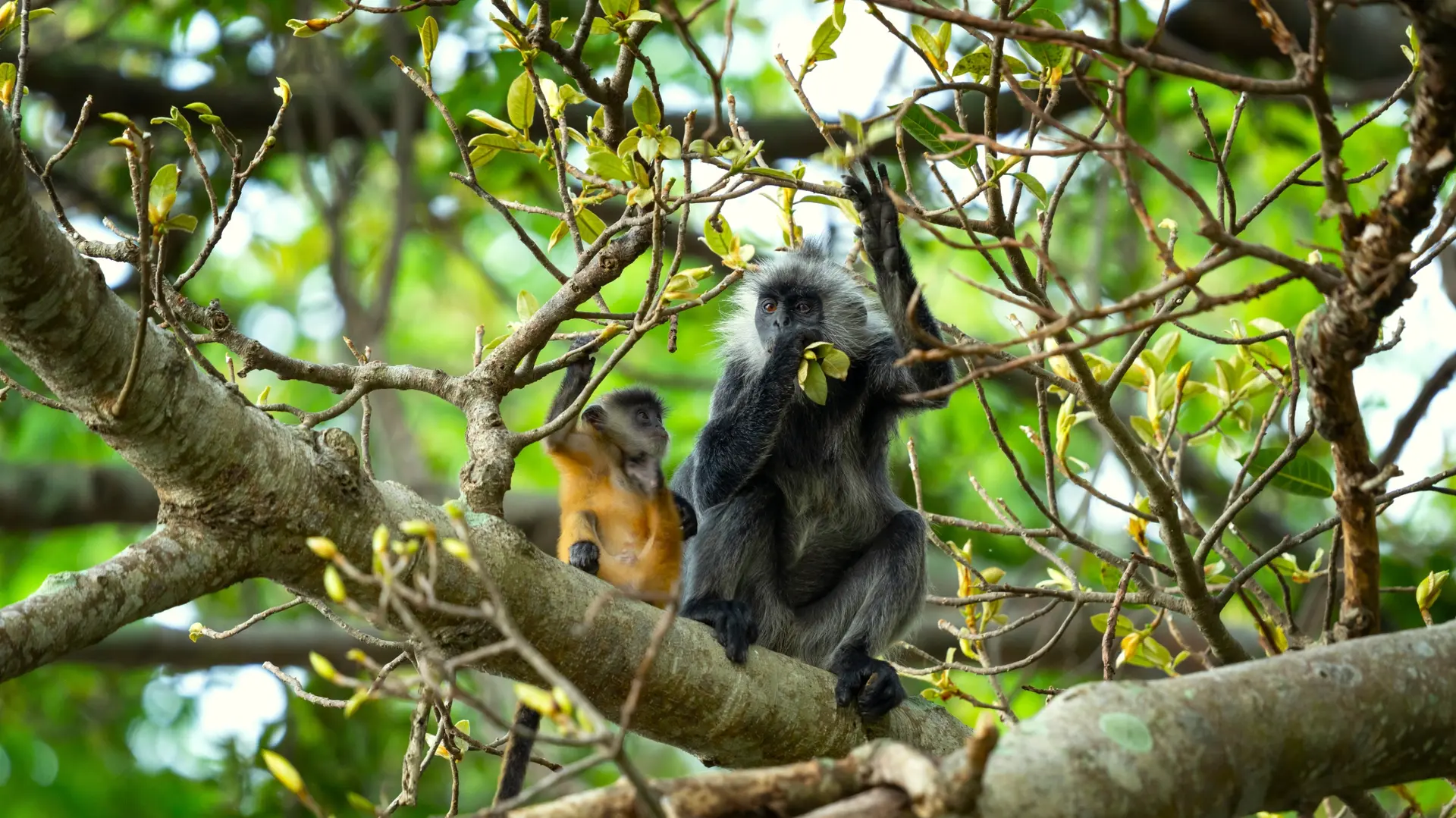 Faune et Biodiversité