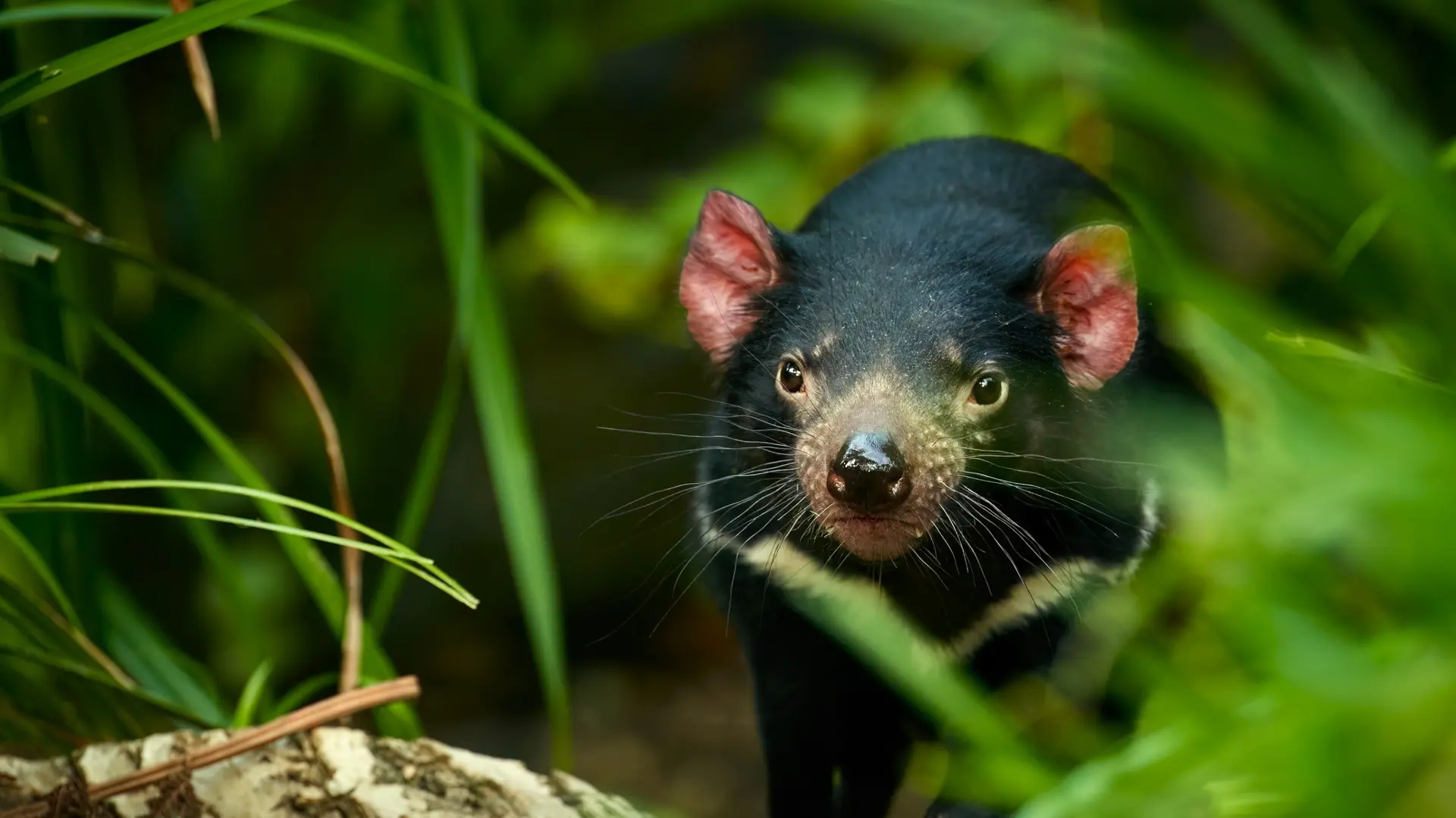 Faune et Biodiversité