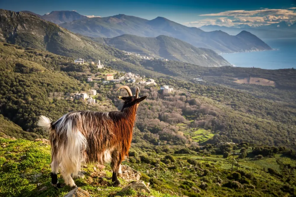 Paysage de Corse