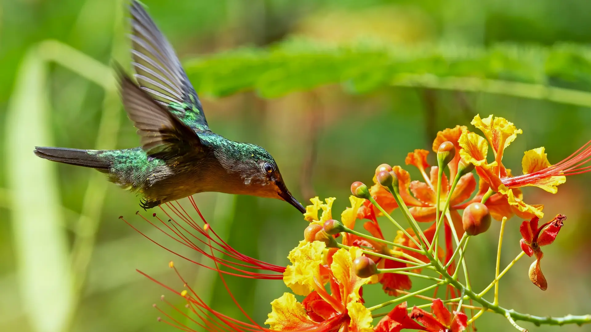Wildlife & Biodiversity