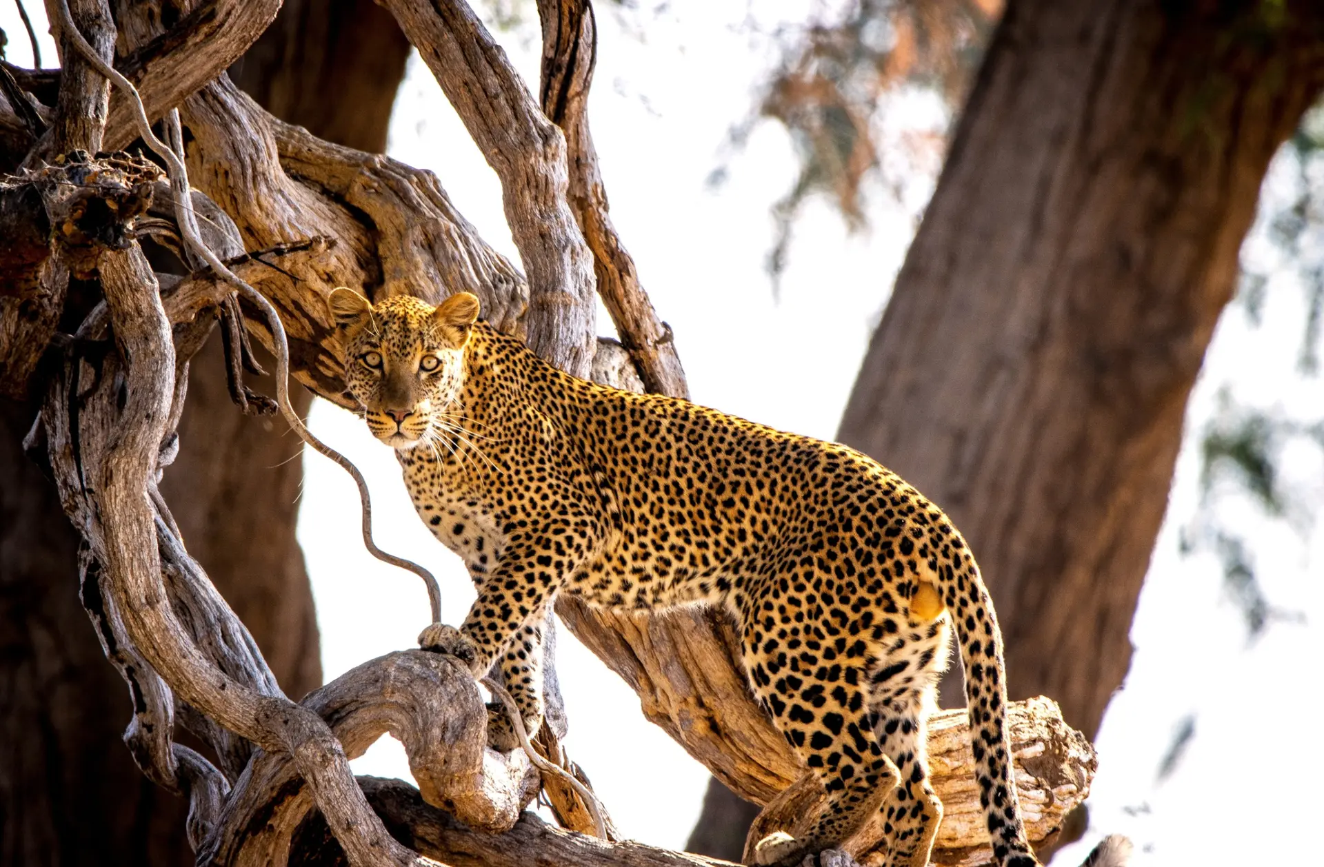 Faune et Biodiversité