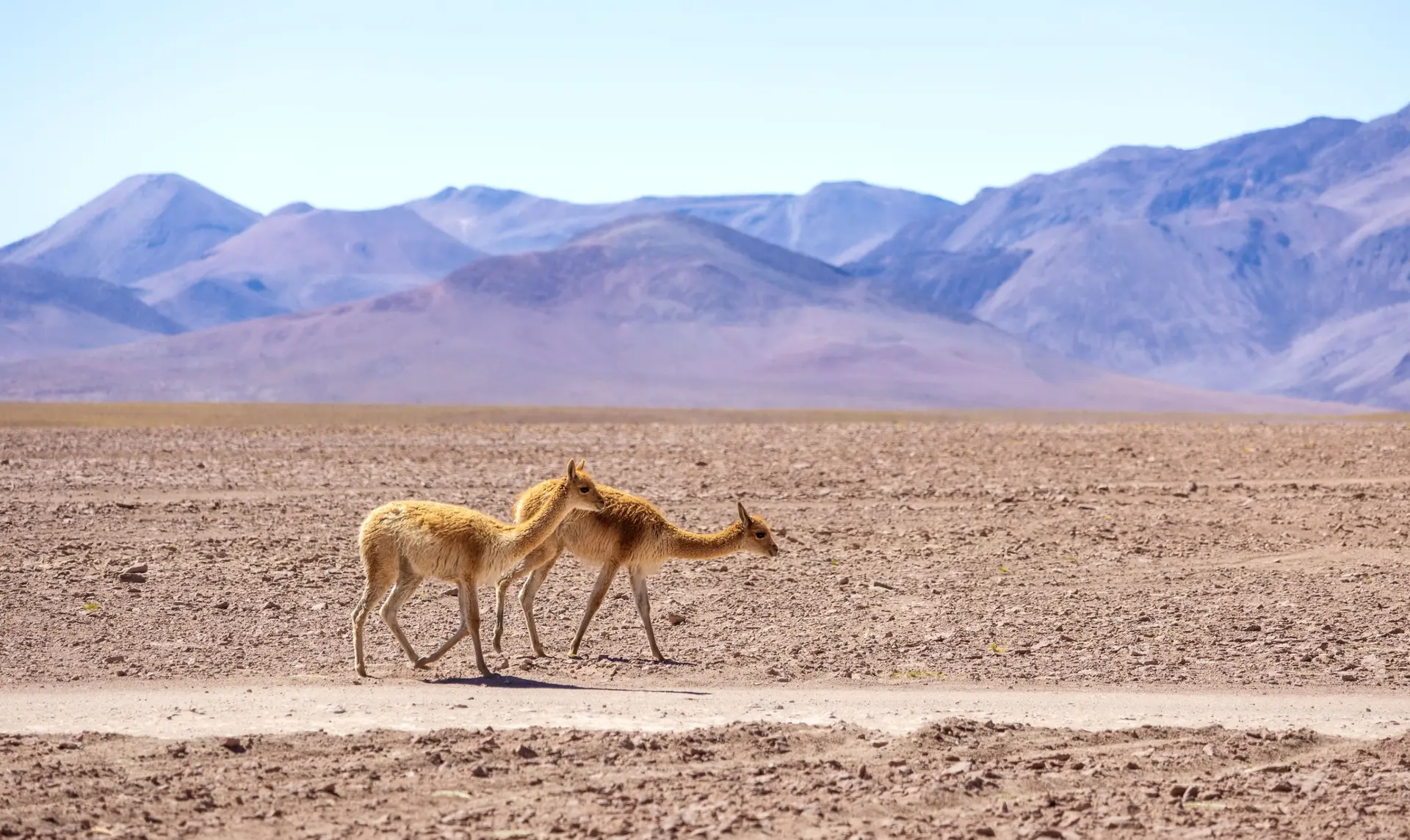 Wildlife & Biodiversity