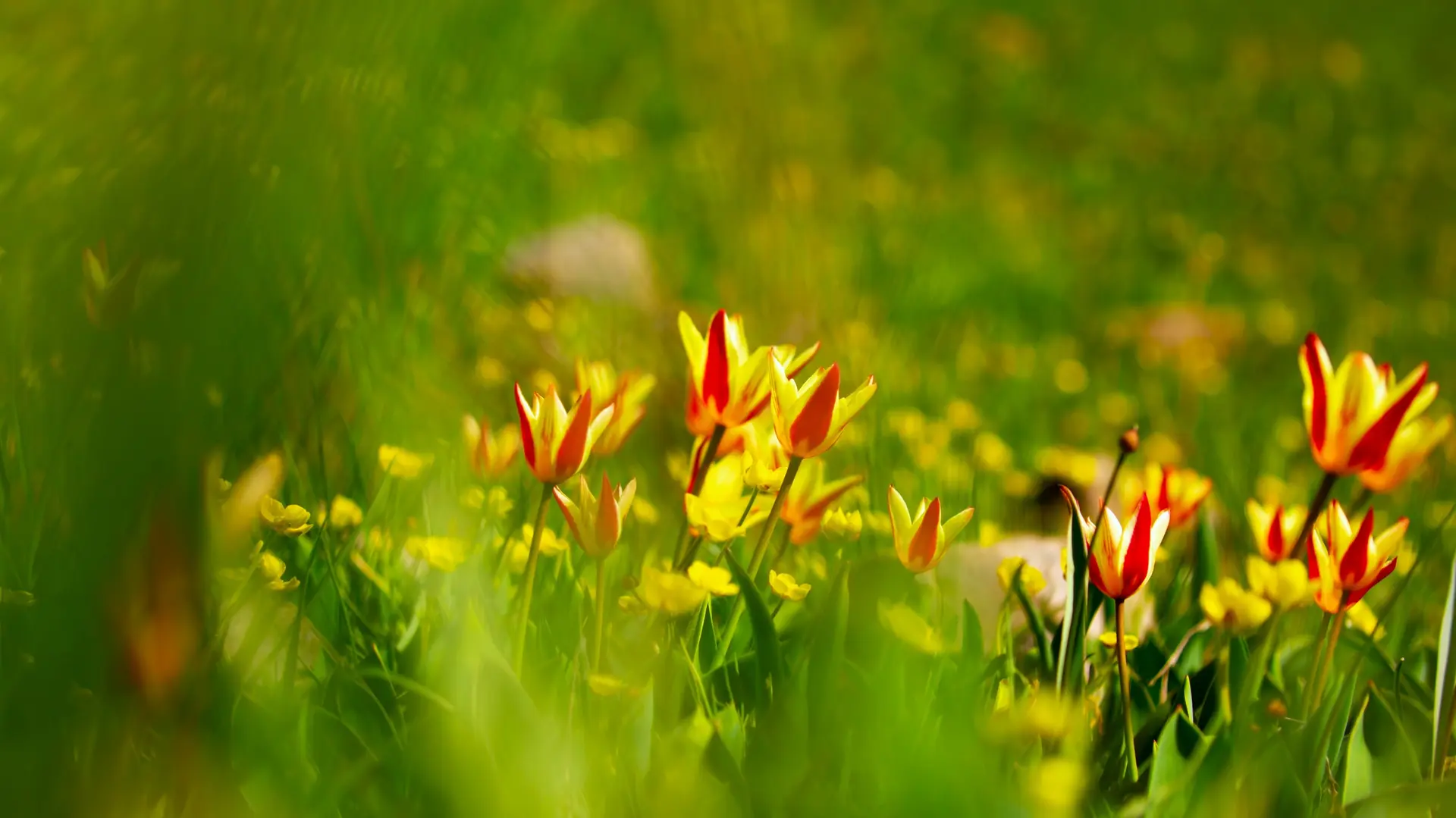 Climat Saison