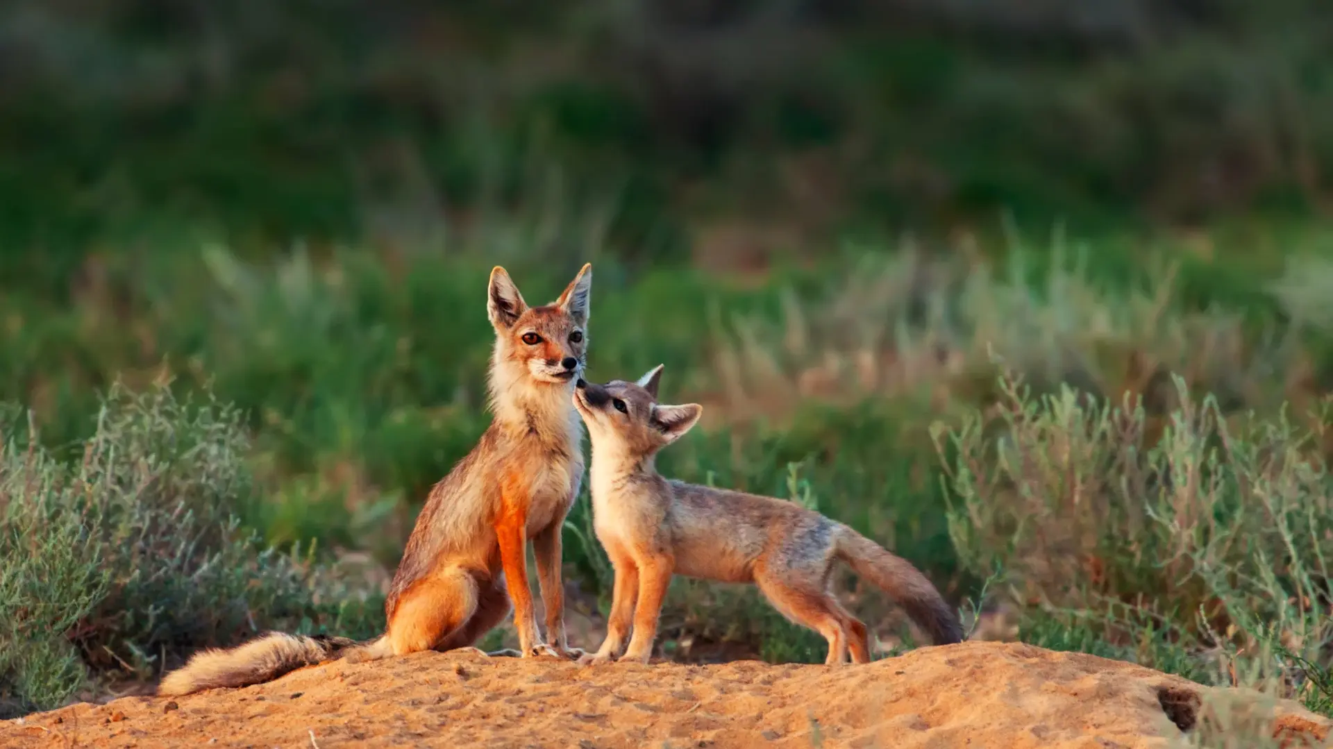 Faune et Biodiversité