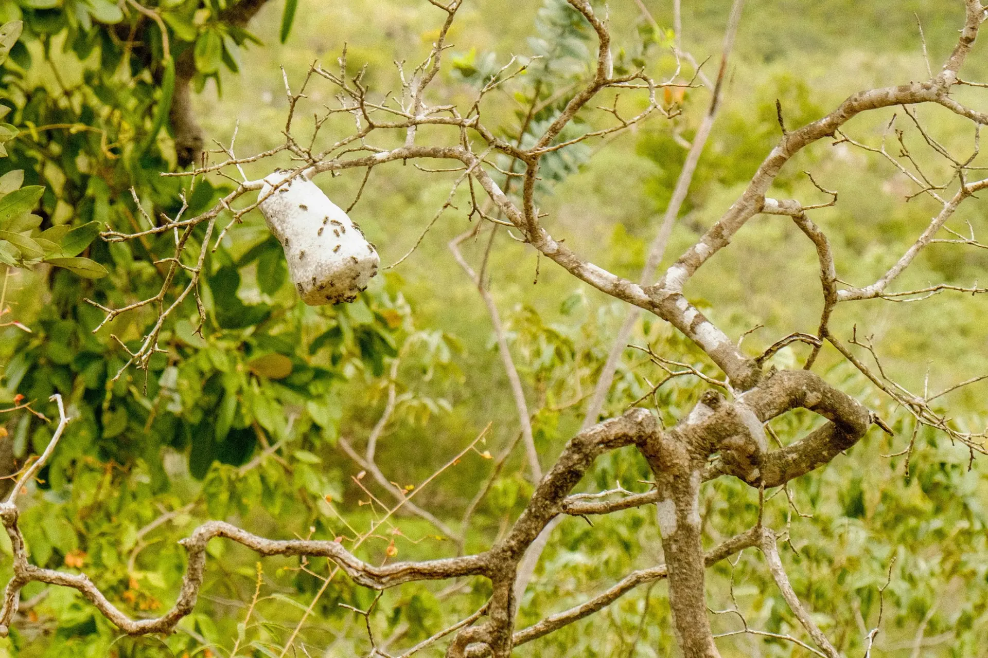 Fauna y Biodiversidad