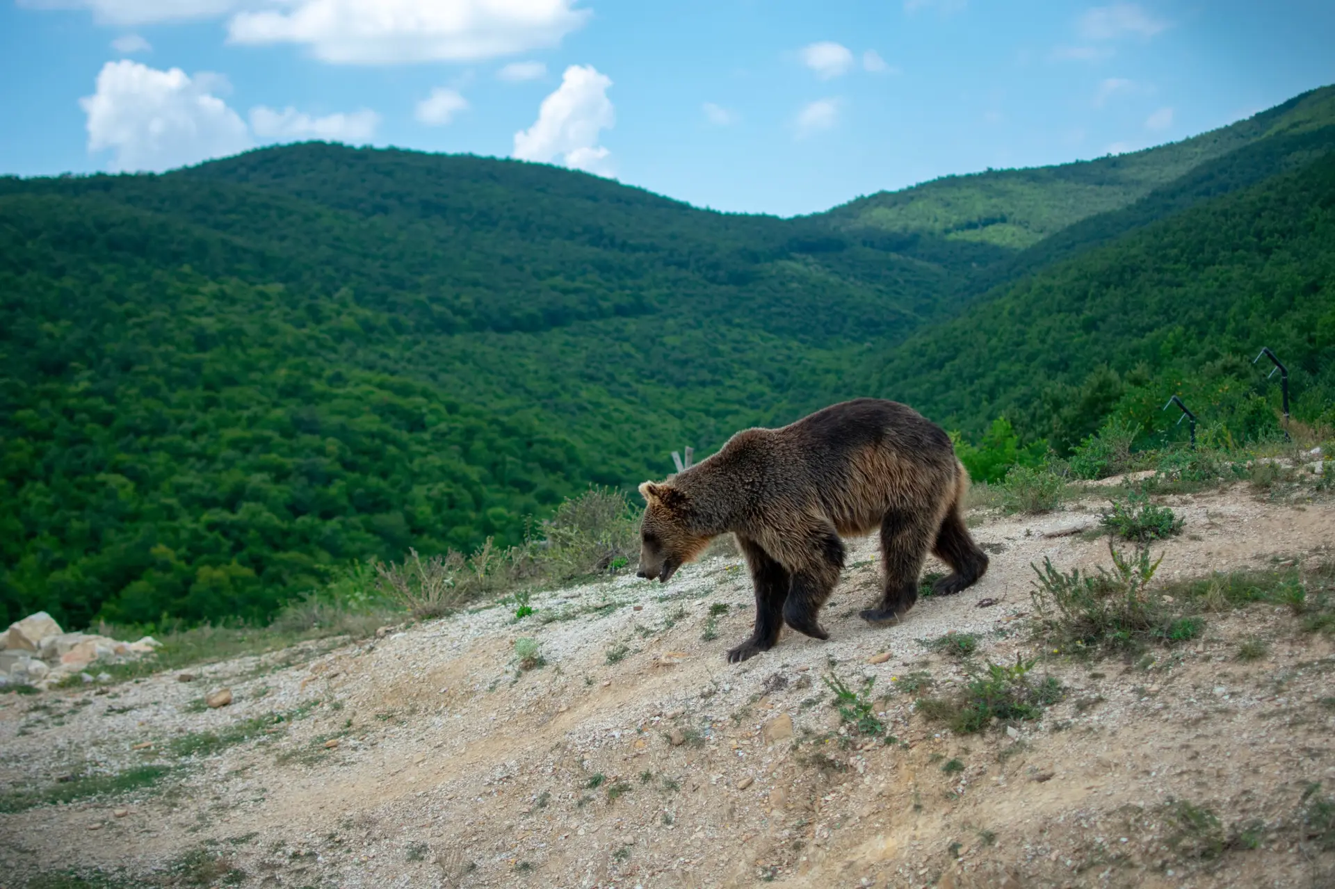Wildlife & Biodiversity
