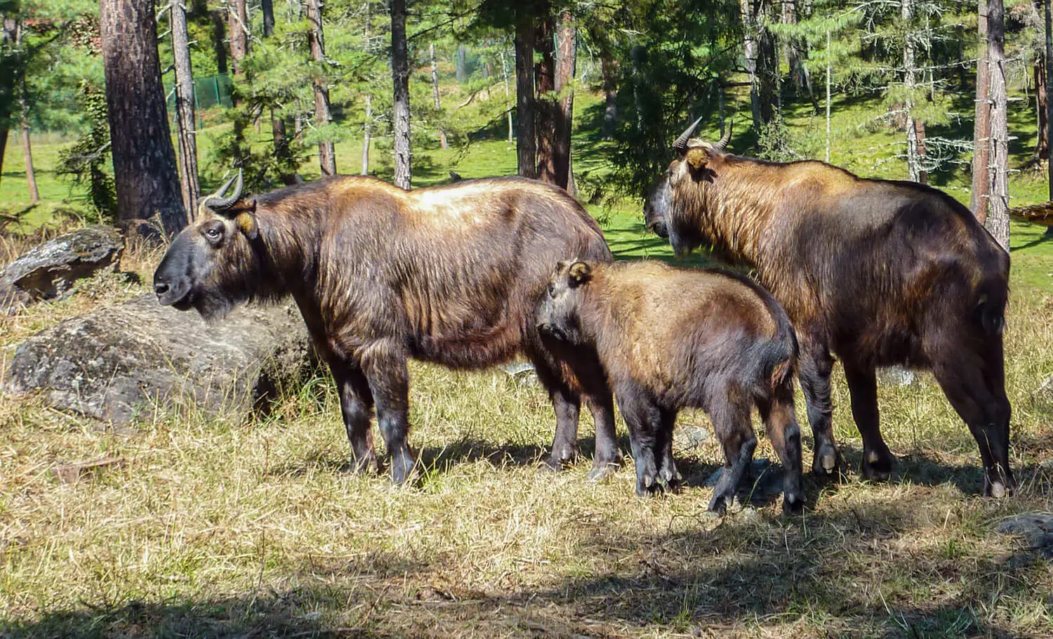 Faune et Biodiversité