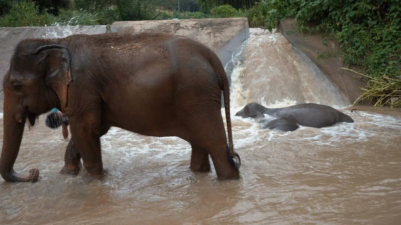 Bain des éléphants au Chi Jungle Man