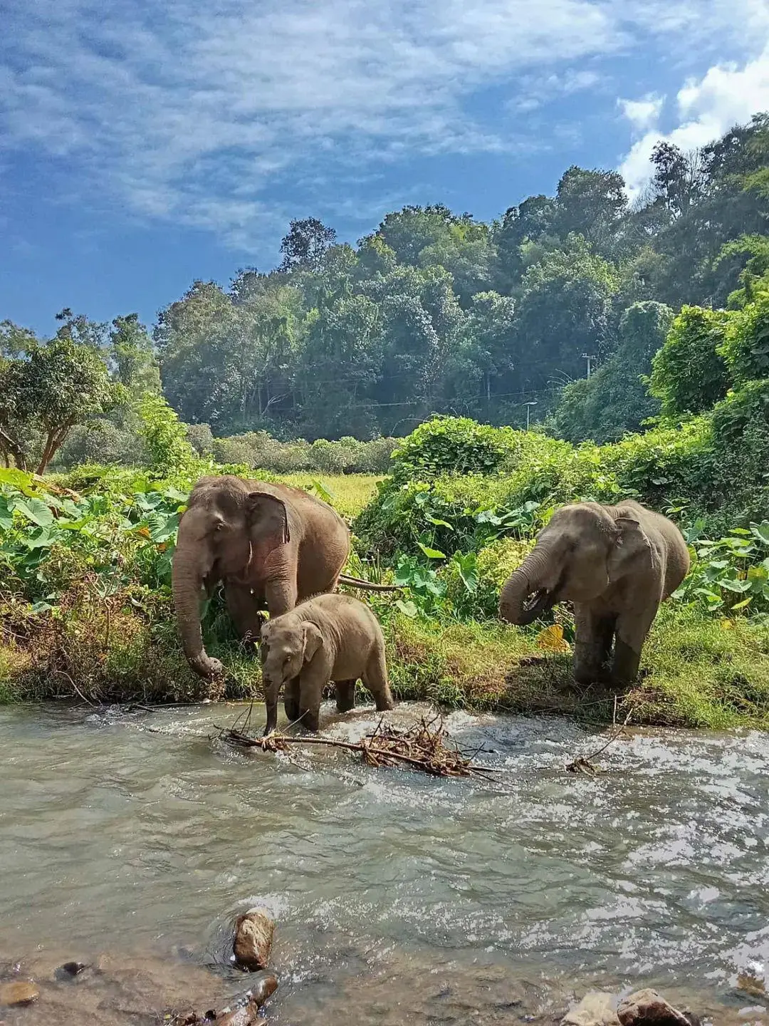 les trois éléphants de Chin Jungle Man