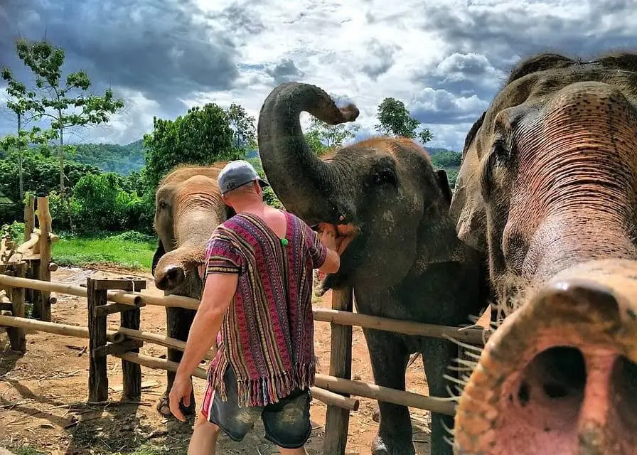 Touriste qui donne à manger aux éléphants du Chi Jungle Man