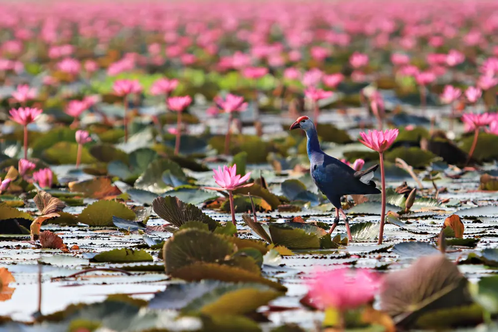 Faune et Biodiversité