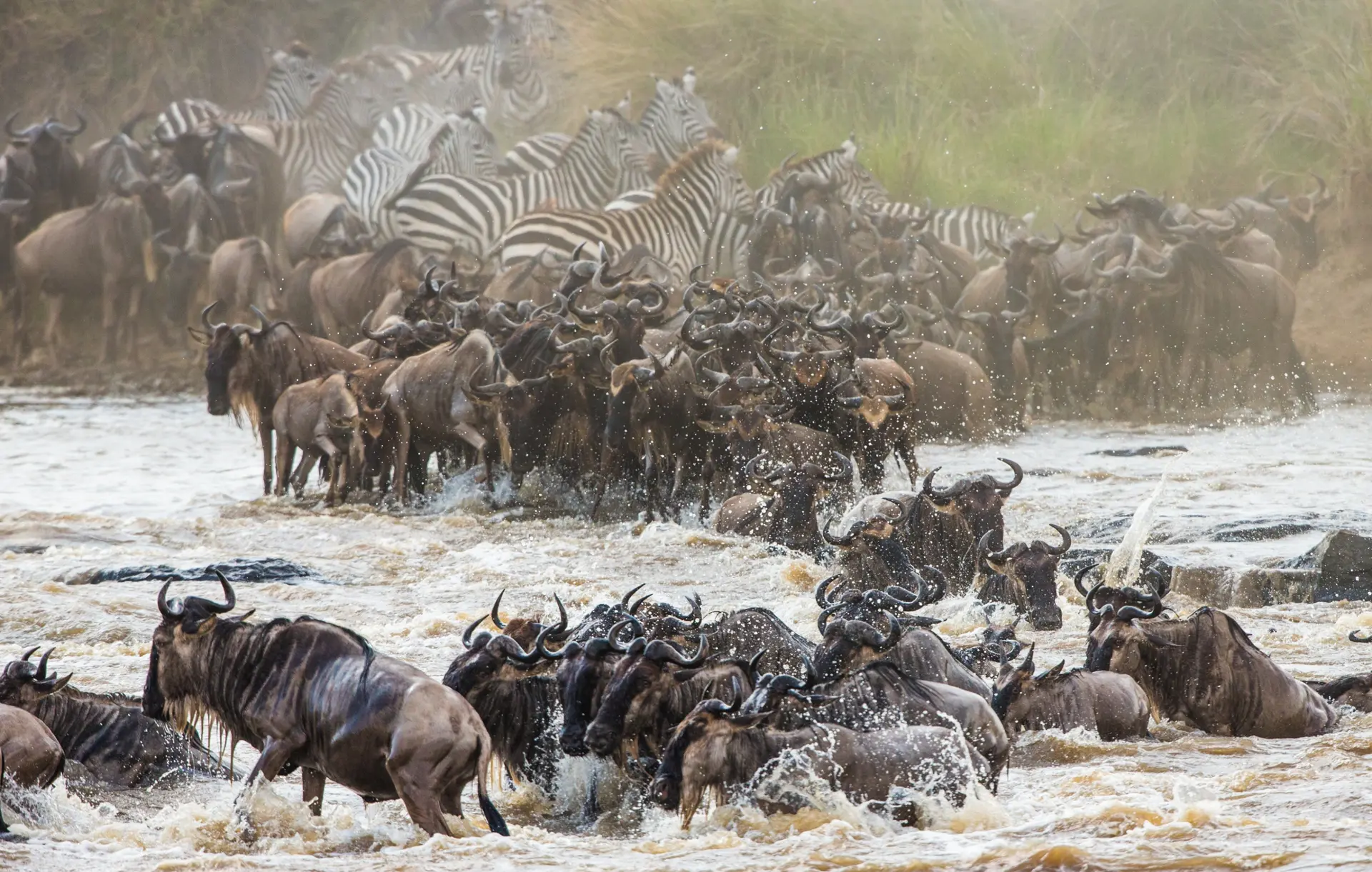 grande migration en Tanzanie et au Kenya