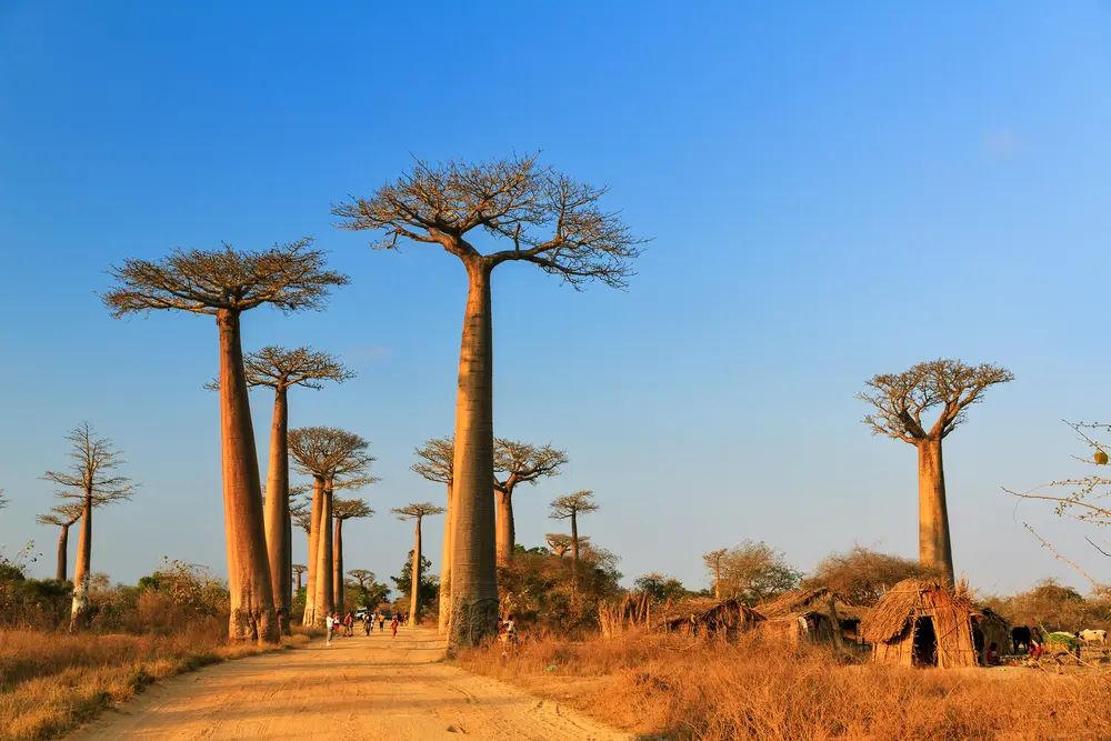 Madagascar — Se réveiller au son des indris dans la forêt d'Andasibe