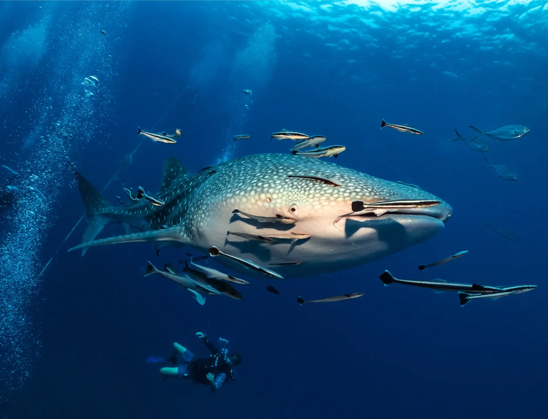 Fonds marins