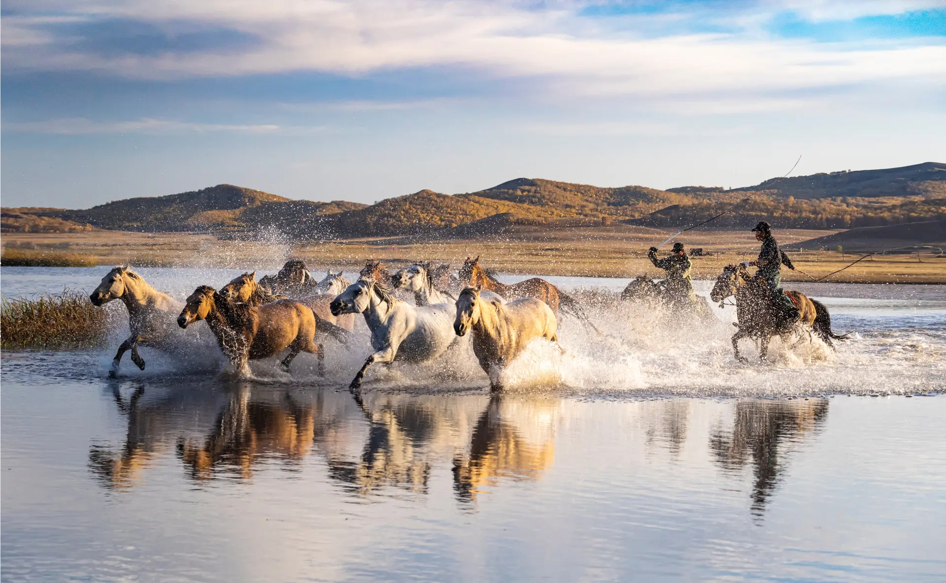 Chevaux et cavalerie