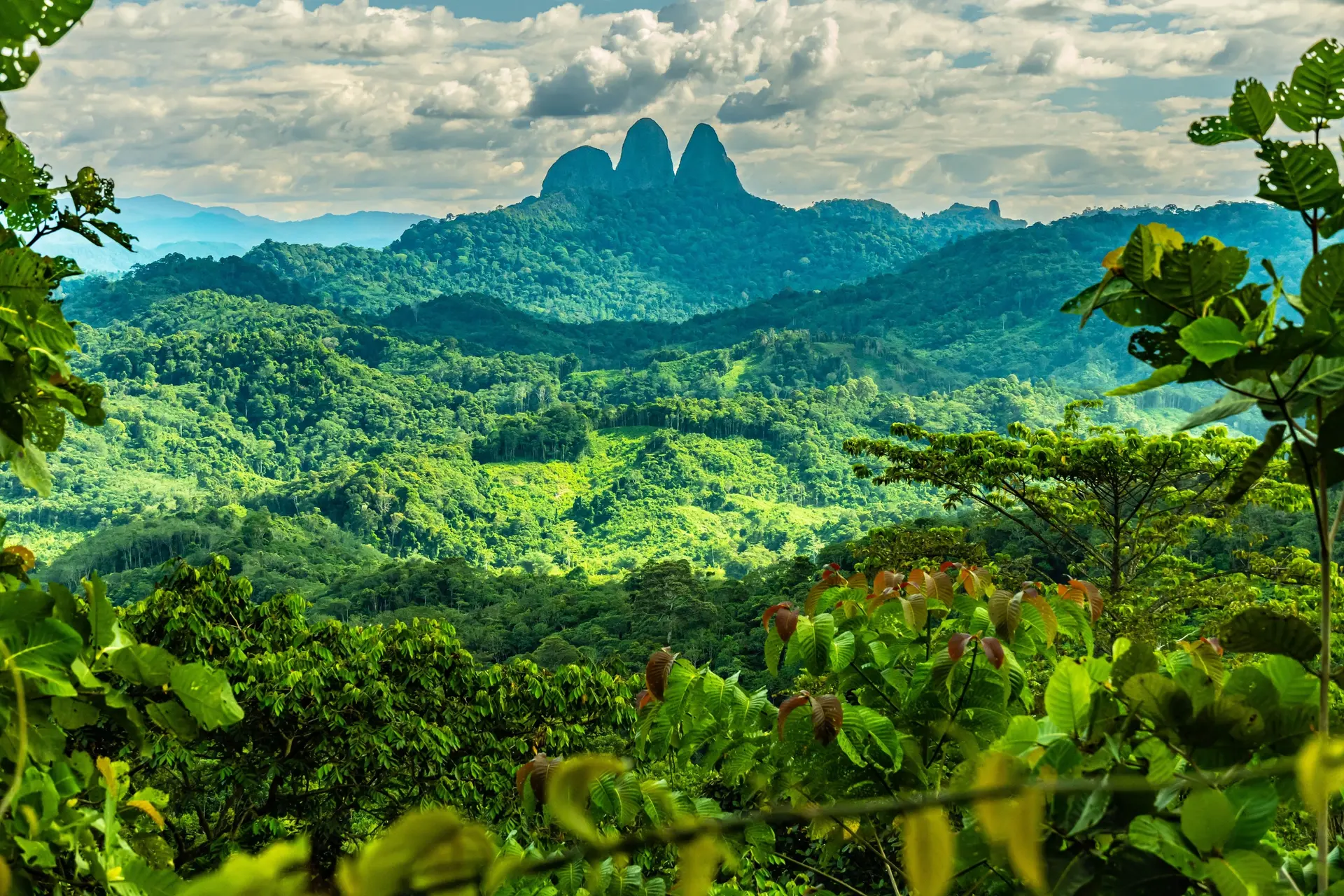 Nature sauvage de Bornéo