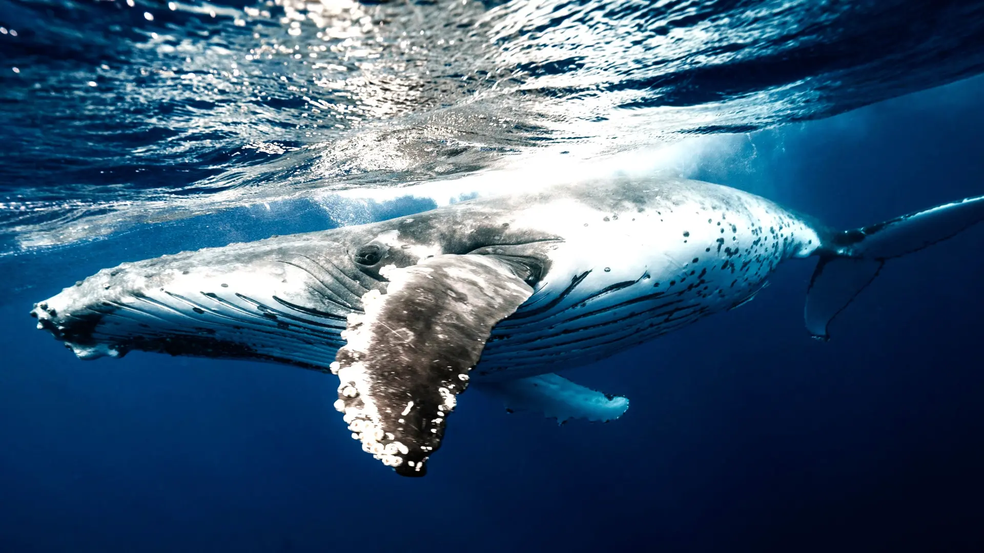 Wildlife & Biodiversity