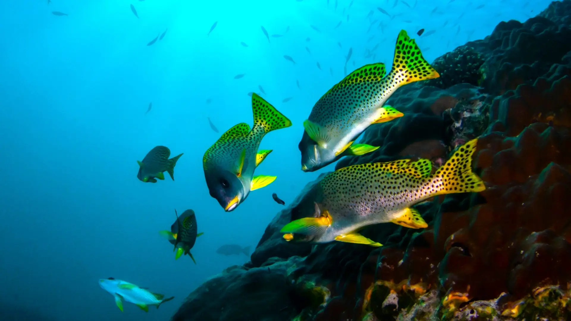 Faune et Biodiversité