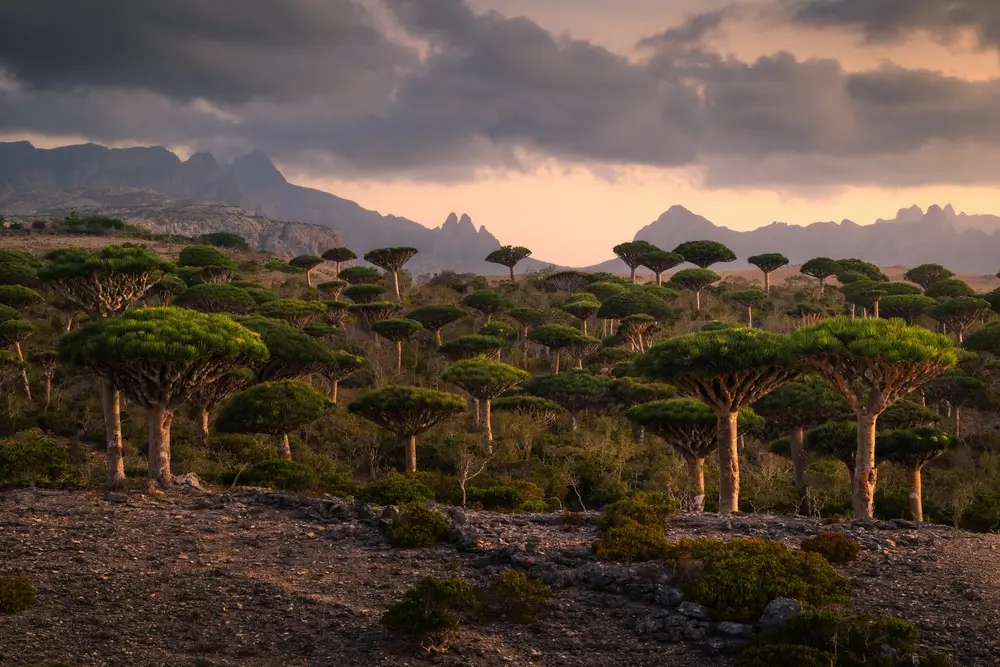 Paysage de Socotra