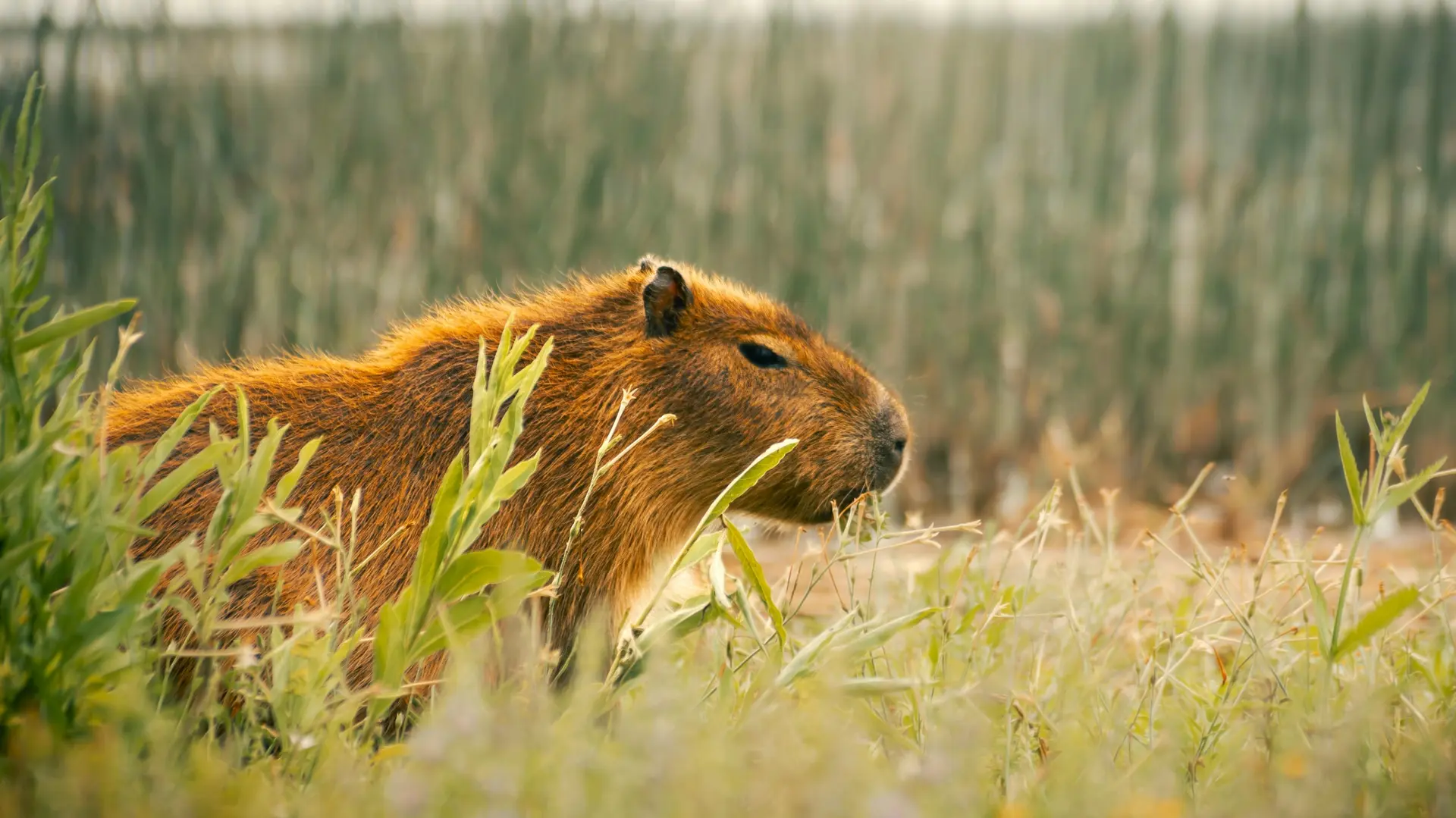 Wildlife & Biodiversity