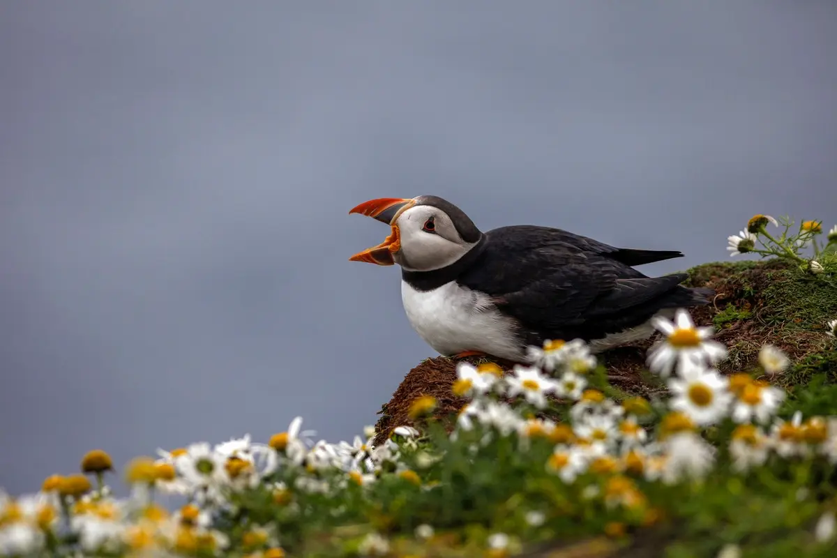 Faune et Biodiversité