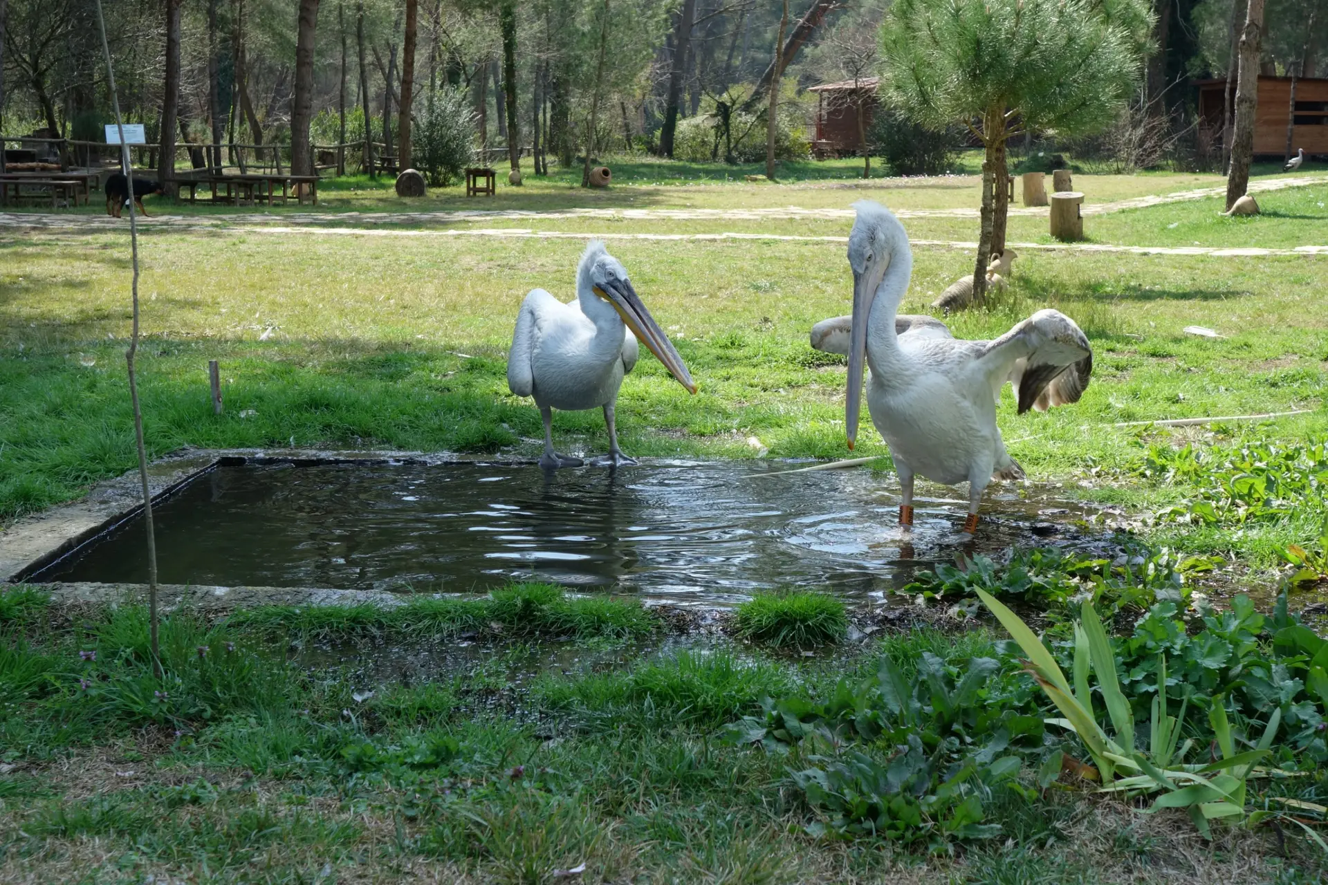 Wildlife & Biodiversity