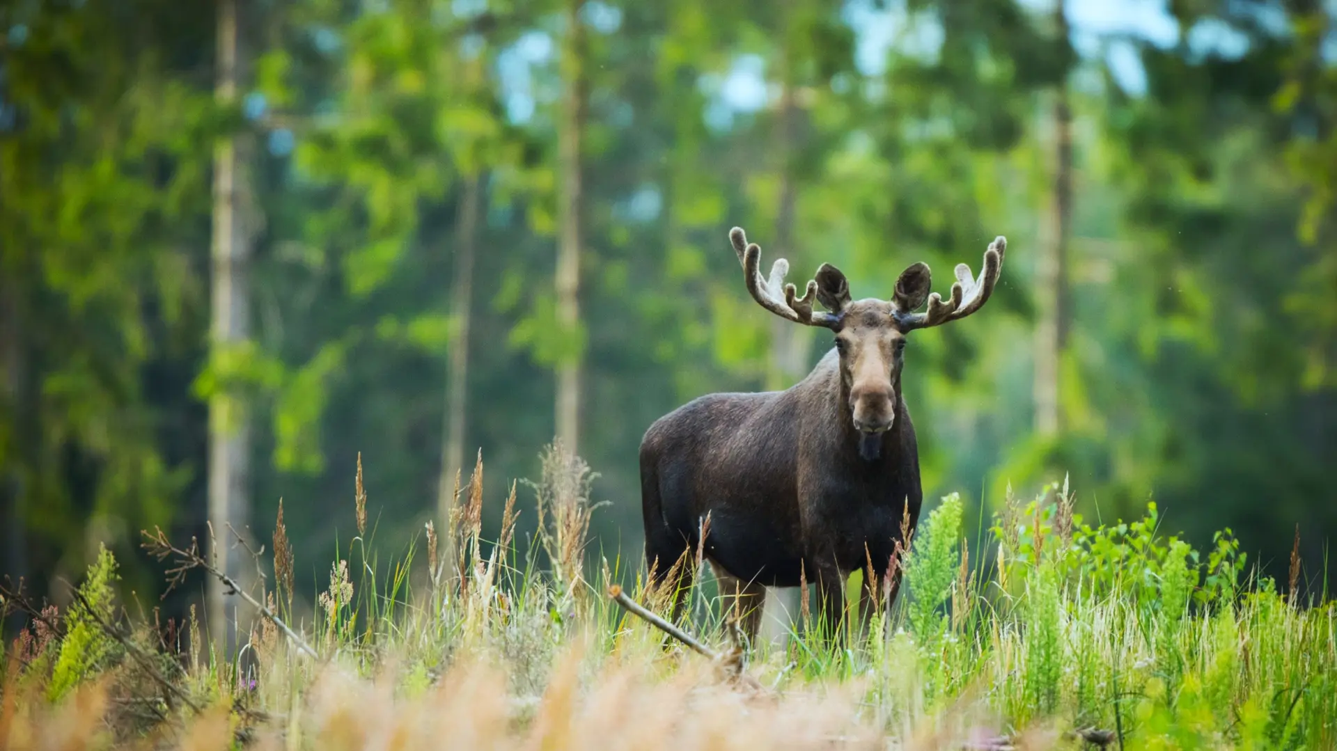 Faune et Biodiversité