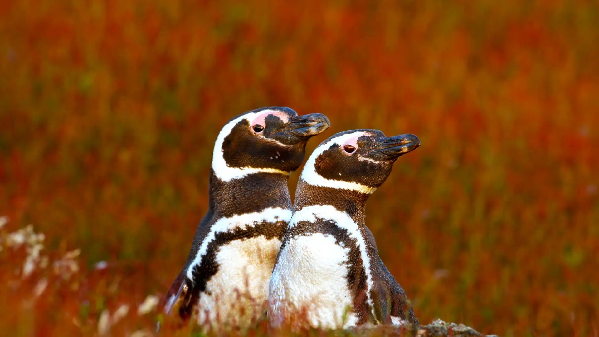 Faune et Biodiversité