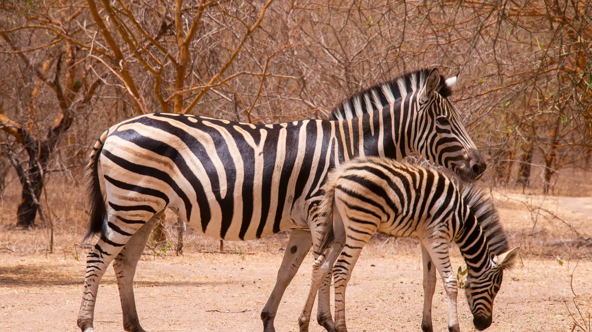 Fauna e Biodiversità