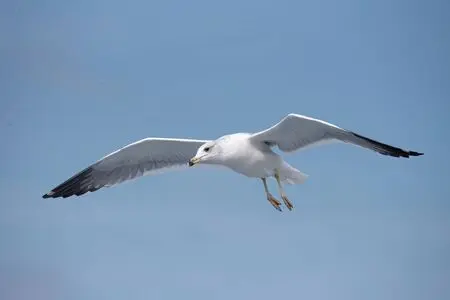 Faune et Biodiversité